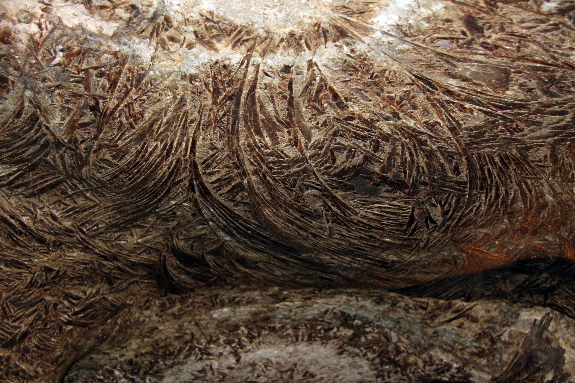 Zdjęcie przedstawia fragment stropu jaskini. Kryształy gipsu mają postać cienkich łuków i drobnych igieł. 