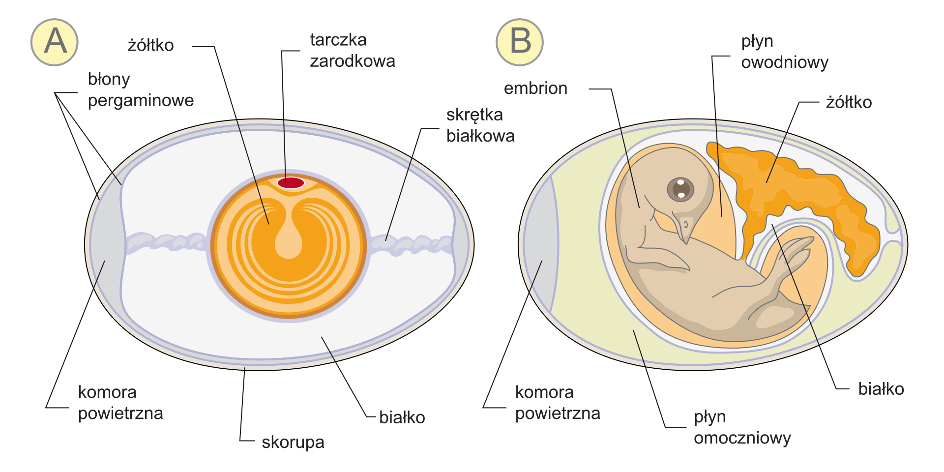 Galeria zawiera ilustracje, przedstawiające budowę kurzego jaja przed i po zapłodnieniu.Dwa rysunki obok siebie ukazują części jaja niezapłodnionego i zawierającego embrion. Te same części mają tę samą barwę. W jaju z lewej na szaro zaznaczono białko. W poziomie ciemniejszym kolorem oznaczono skrętki białkowe, a po lewej komorę powietrzną. Podpisano niebieskie błony pergaminowe i białą skorupę. W centrum znajduje się kula żółtka z jaśniejszymi kręgami. Na niej czerwona tarczka zarodkowa. W jaju po prawej zmniejszyła się ilość białka a żółtko jest przesunięte w bok i ma nieregularny kształt. W centrum znajduje się zwinięty beżowy zarodek z głową u góry, z dużymi, ciemnymi oczyma. Wokół zarodka pomarańczowy płyn owodniowy i szary płyn omoczniowy.
