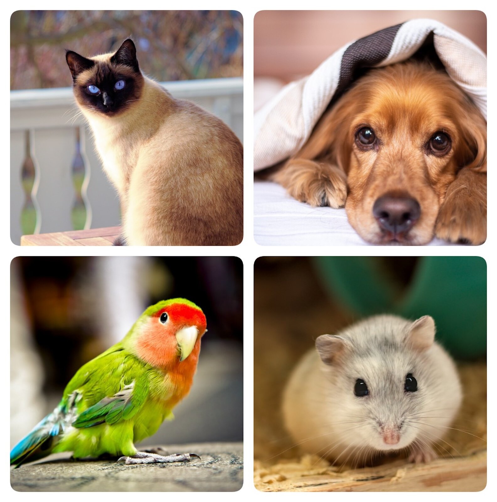 Ilustracja składa się z czterech zdjęć. Pierwsze przedstawia kota, drugie psa, trzecie papugę, a czwarte chomika.