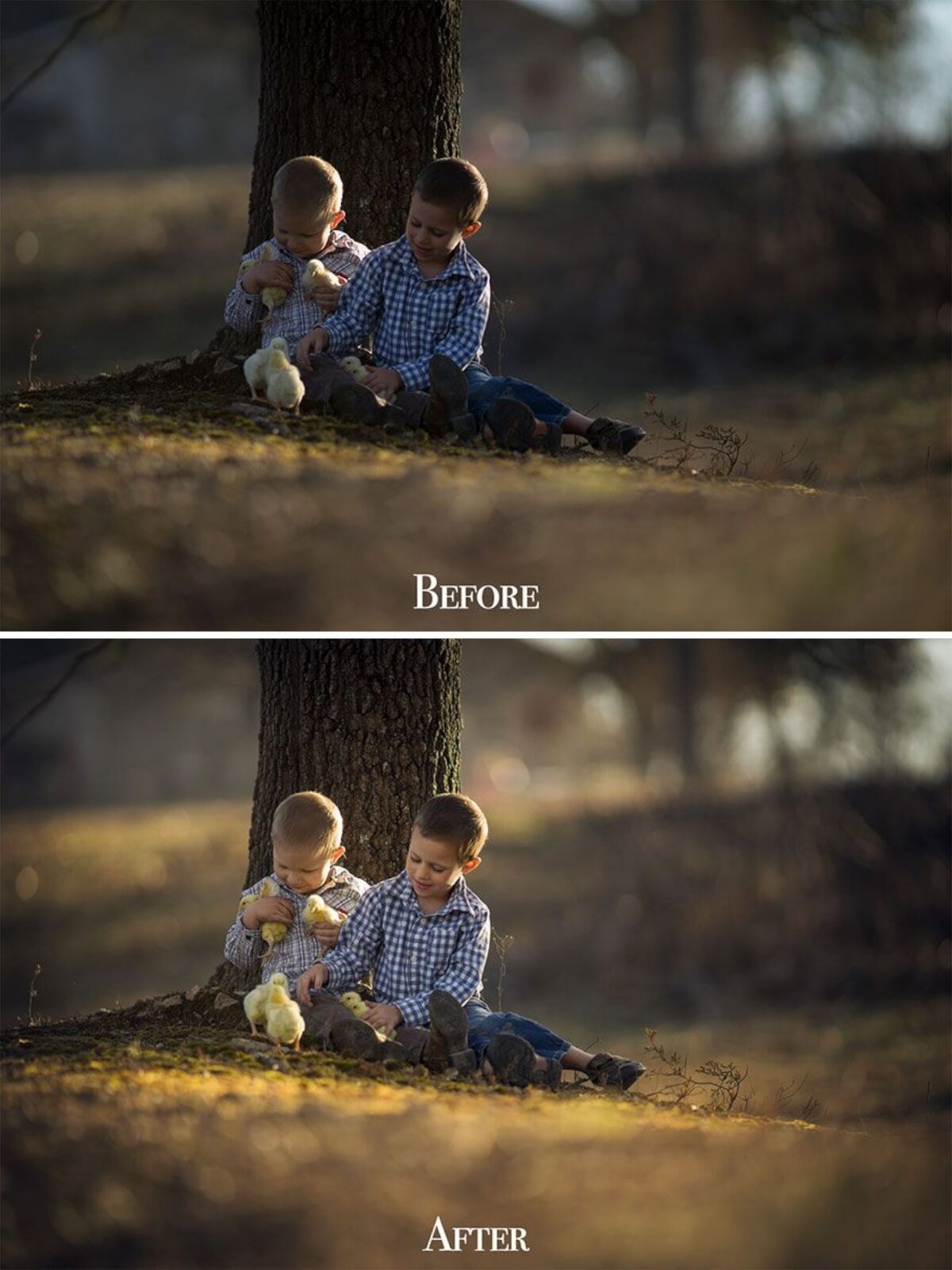 Ilustracja przedstawia porównanie dwóch fotografii - przed i po obróbce cyfrowej. Fotografia przedstawia dwóch chłopców siedzących przy drzewie, bawiących się z małymi kurczakami. Chłopcy mają na sobie jeansowe spodnie oraz koszule w kratę. Pora roku widoczna na fotografii to jesień, widoczne są więc także opadnięte z drzew liście. Zdjęcie u góry przedstawia fotografię przed obróbką. Światło jest ciemne, nic na fotografii nie wyróżnia się. Kolory są raczej ciemne i chłodne. Zdjęcie na dole, które przedstawia fotografię po obróbce posiada zdecydowanie cieplejsze tony świetlne. Liście są bardziej złote, niż brązowe/zielone. Jasne odcienie żółci dodają blasku i świetlistości kompozycji.