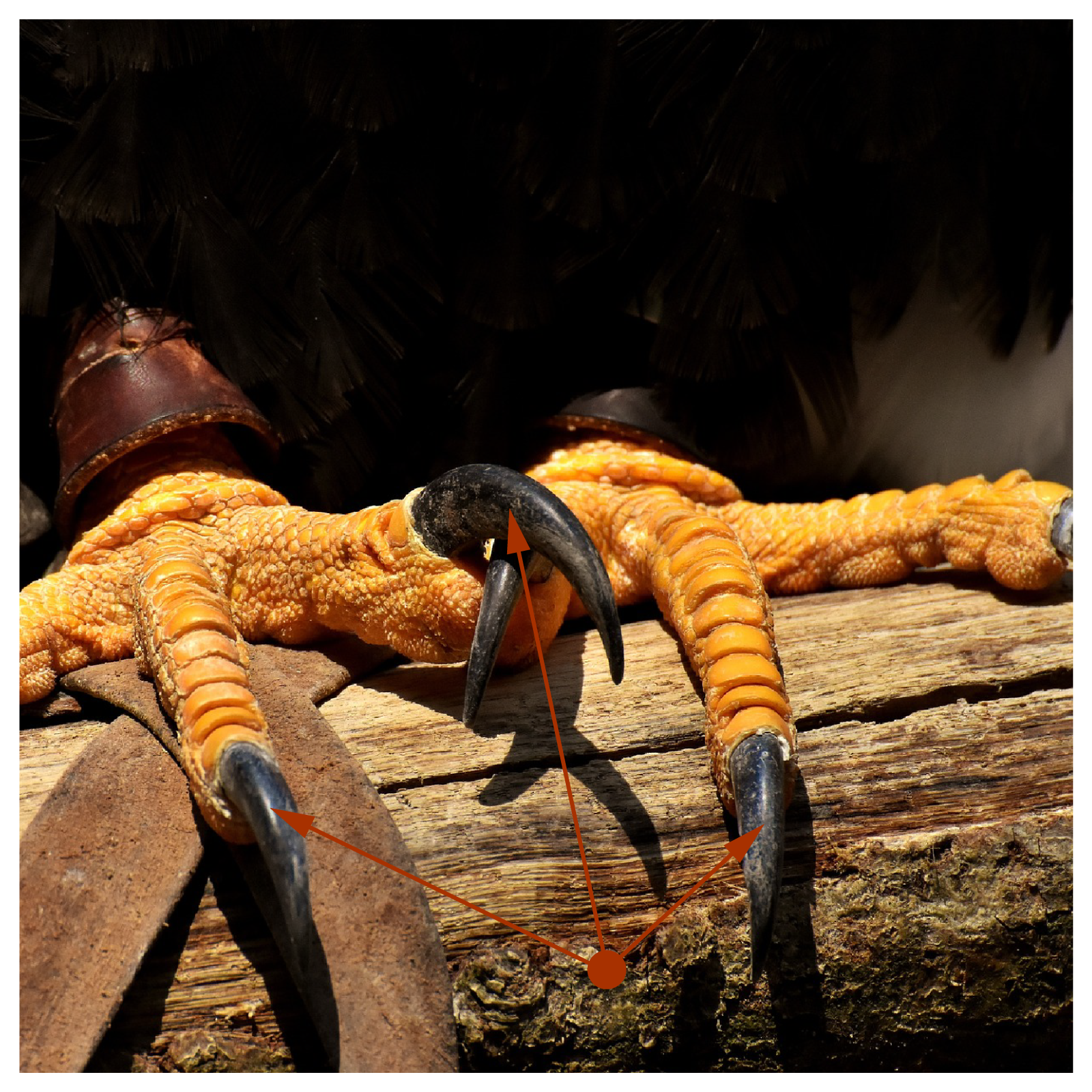 Zdjęcie przedstawia szpony wielkiego ptaka, siedzącego na gałęzi. Trzy strzałki wskazują jego pazury.