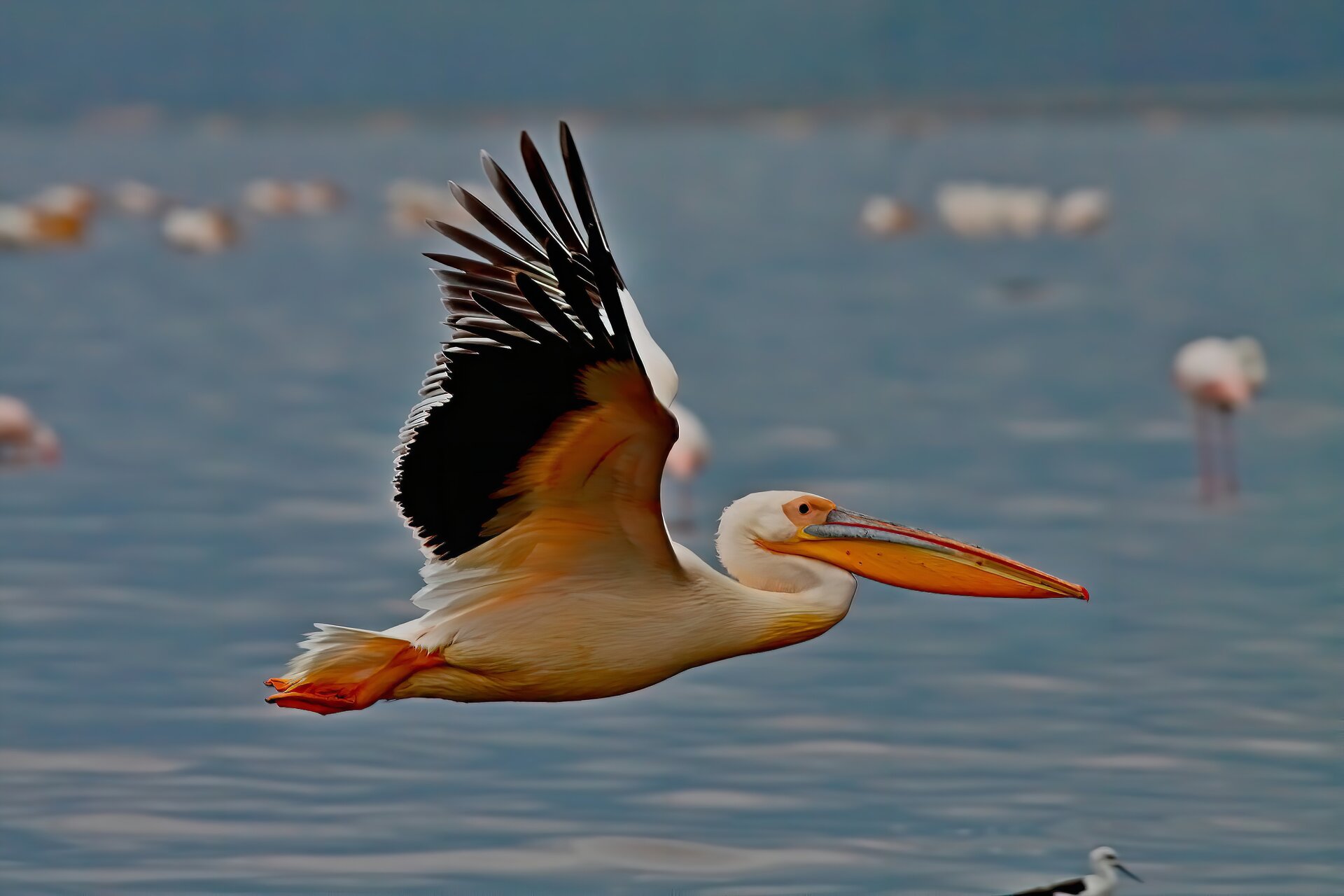 Fotografia lecącego pelikana nad jeziorem. Na drugim planie inne pelikany. Pelikan posiada długi, pomarańczowy dziób z charakterystycznym podłużnym workiem u dołu. Pomarańczowe , długie nogi, białe upierzenie, z wyjątkiem czarnych piór na końcach szerokich skrzydeł.