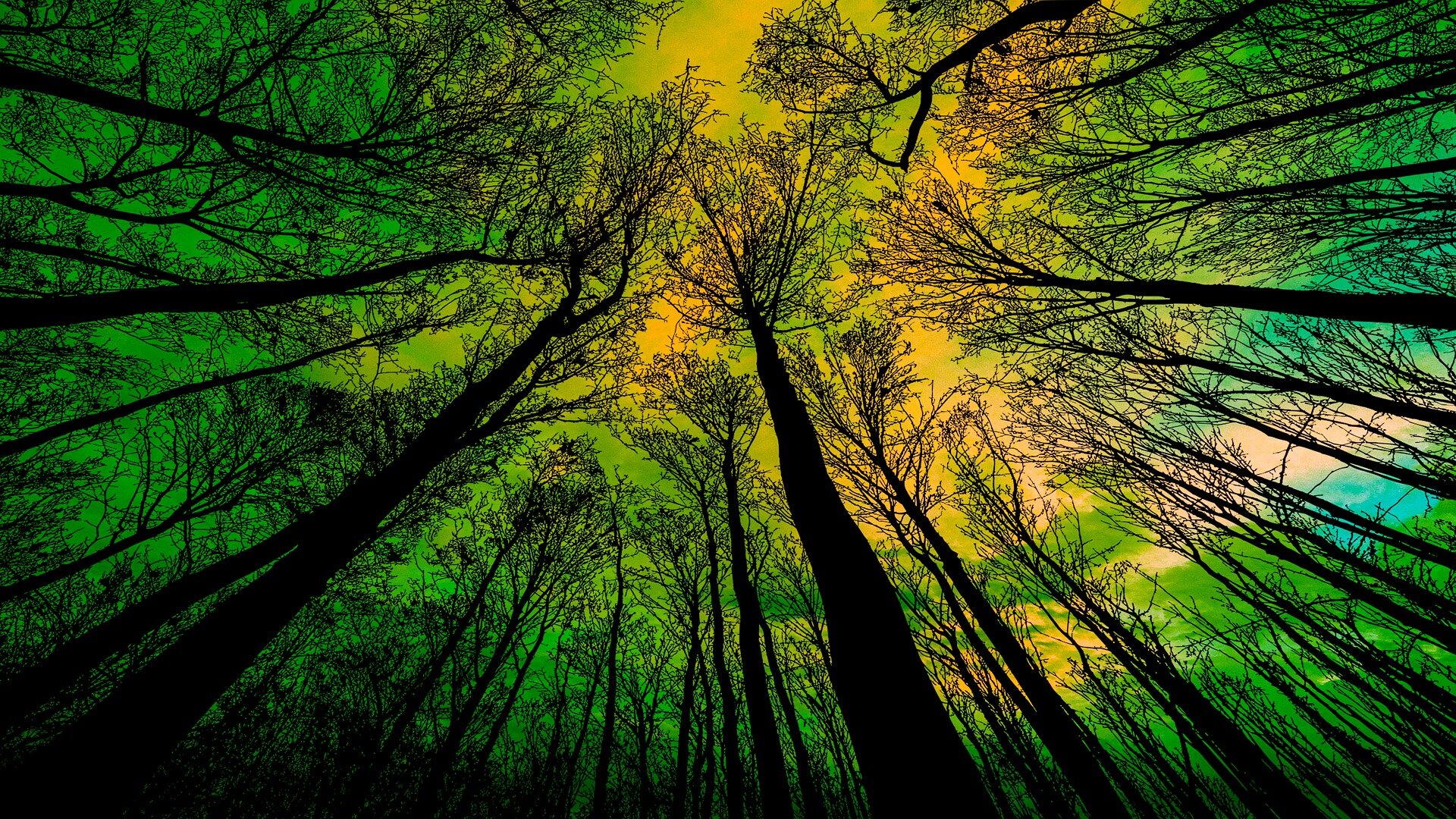 Zdjęcie przedstawia bezlistne korony drzew na tle wielobarwnego nieba.