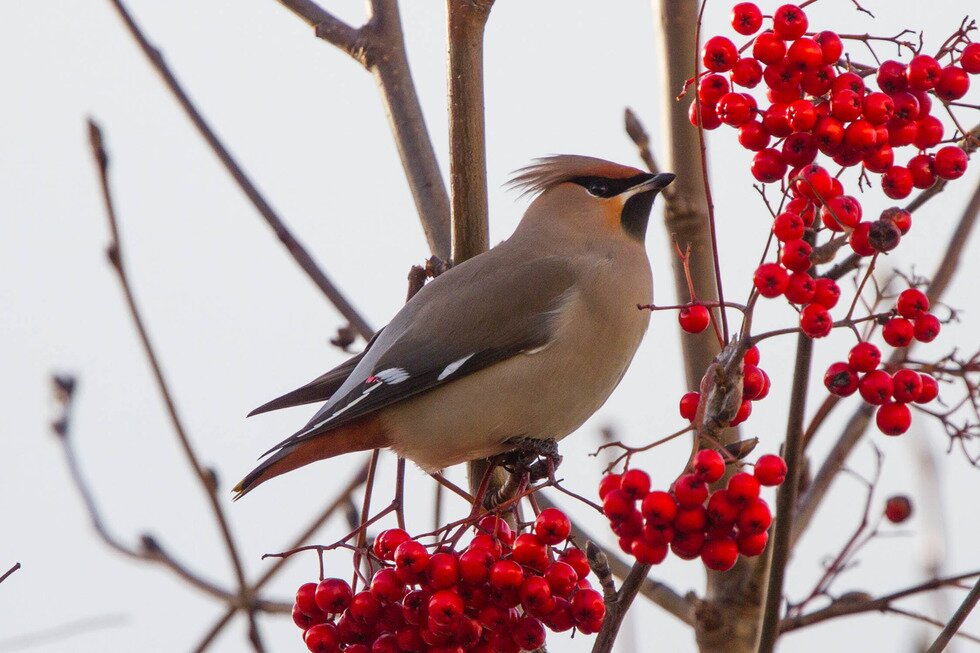 Fotografia prezentuje jemiołuszkę siedzącą na gałęzi z czerwonymi owocami jarzębiny. Jemiołuszka ma krępą, niewielką sylwetkę. Upierzenie brązowoszare. Na skrzydłach pióra mają białe paski. Ogon czarny z żółtym obramowaniem na końcu, na skrzydłach dwie duże białe pręgi. Pokrywy podogonowe są rdzawe. Dziób i nogi czarne.