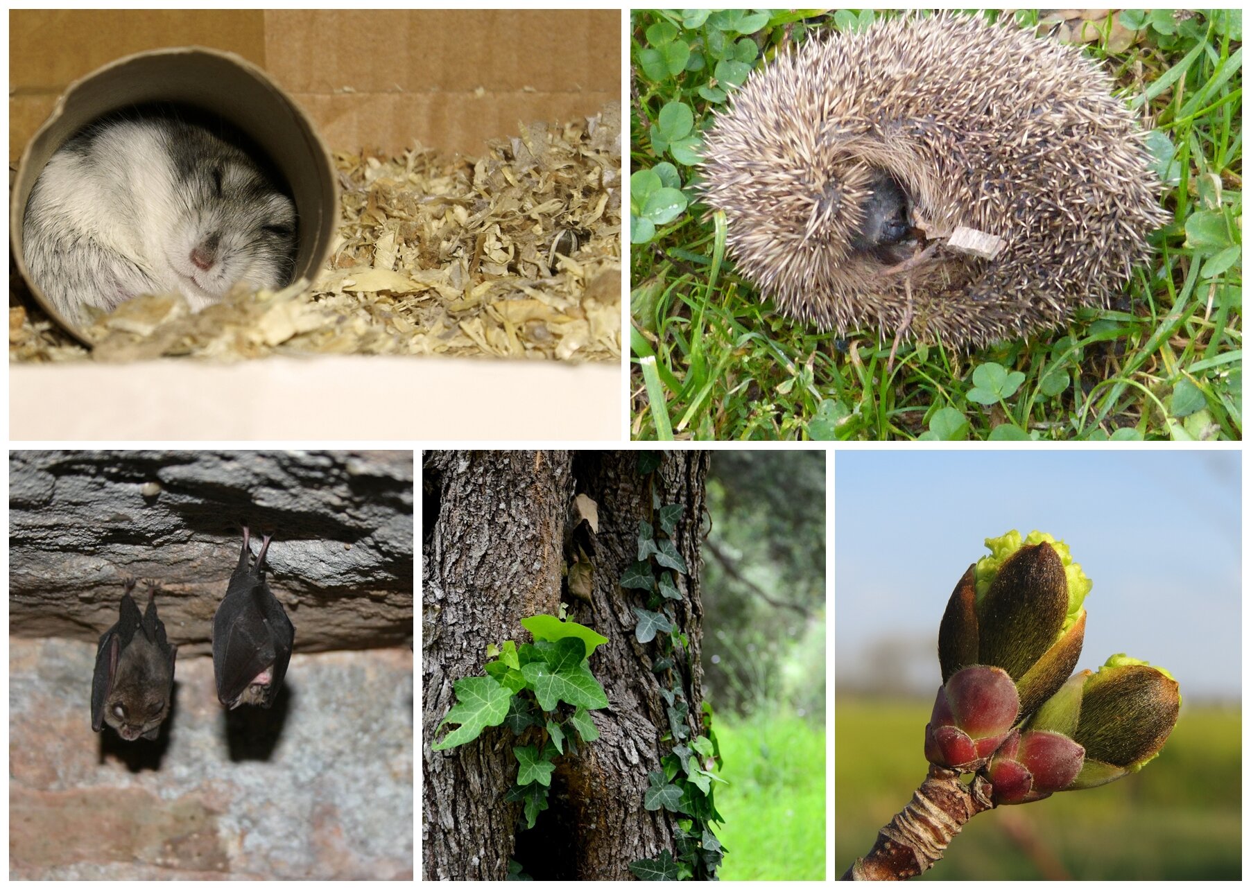 Zapoznaj się z treścią ilustracji i omów adaptacje organizmów zwierzęcych i roślinnych do życia w różnych temperaturach.
1. Chomik zwinięty w kłębek w papierowej rolce leżącej na trocinach. 2. Jeż zwinięty w kłębek leżący na trawie. 3. Nietoperze zwisające z sufitu. 4. Drzewo pokryte korą. 5. Pęd rośliny z pąkami osłaniętymi łuskowatymi liśćmi.