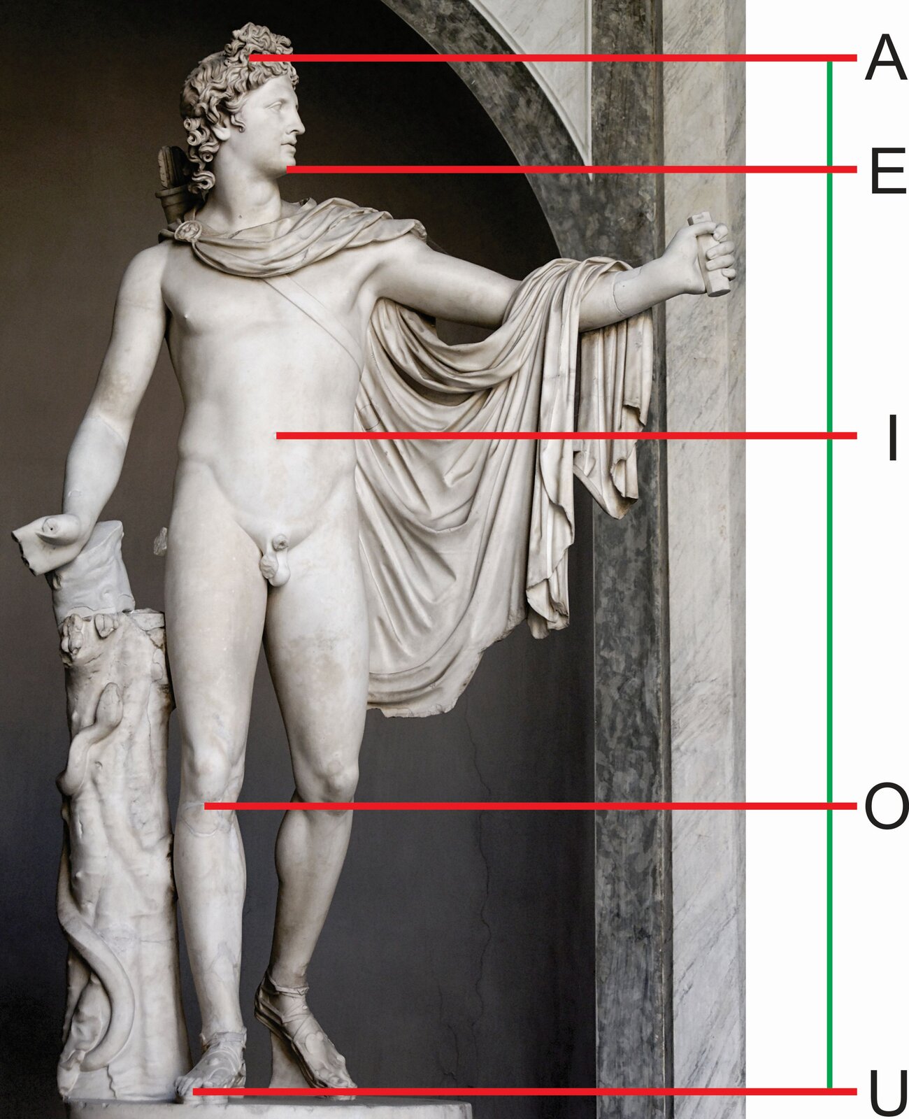 Ilustracja przedstawia rzeźbę „Apollo Belwederski”. Ukazuje stojącego, umięśnionego mężczyznę. Górną część ciała okrywa spięta na prawym ramieniu, przewieszona przez wyciągniętą rękę i przerzucona do tyłu szata. Z prawego ramienia na lewy bok zachodzi pas podtrzymujący kołczan, znajdujący się na plecach. Ujęta w kontrapoście postać podpiera się prawą ręką na pniu drzewa z kilkoma listkami, który oplątany jest przez węża. Na ilustrację naniesionych zostało pięć poziomych odcinków w kolorze czerwonym, oznaczonych literami: A, E, I, O, U. Po prawej stronie znajduje się pionowa, zielona linia, na której zaznaczone są te punkty. Na ilustracji widoczny jest między innymi podział odcinka między pępkiem a stopą, czyli oznaczeniem IU. Według złotego podziału stosunek odcinka IO względem OU równy jest stosunkowi odcinka IU względem IO.