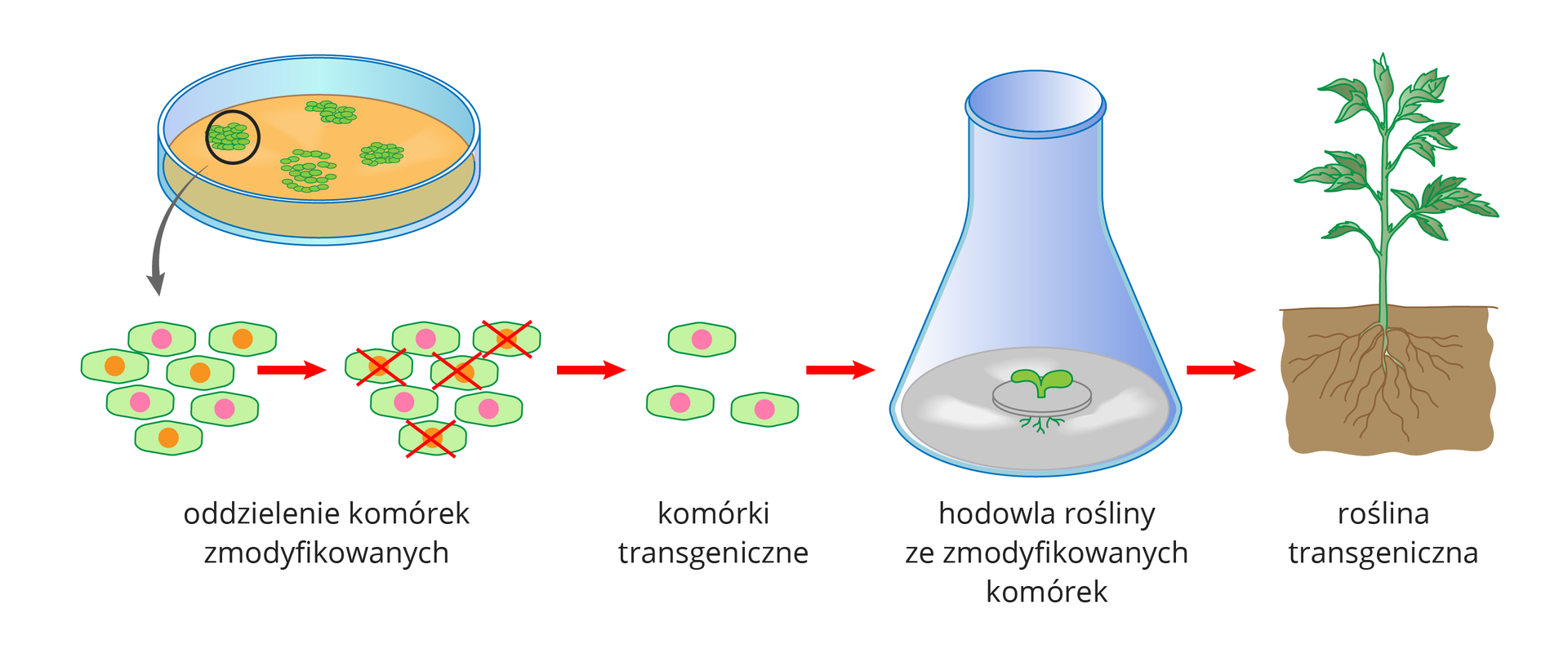 Ilustracja przedstawia u góry szalkę z komórkami roślinnymi. Poniżej schematycznie ukazano komórki z pomarańczowym lub różowym jądrem komórkowym. Przy pomocy czerwonych strzałek i skreśleń wskazano, że do hodowli tkankowej wybierane są te z różowym jądrem, zmodyfikowanym genetycznie. W centrum ilustracji znajduje się rysunek błękitnego naczynia laboratoryjnego. W nim na szarym krążku rośnie mała zielona roślina transgeniczna. Po prawej przedstawiono dużą roślinę, rosnącą w glebie.