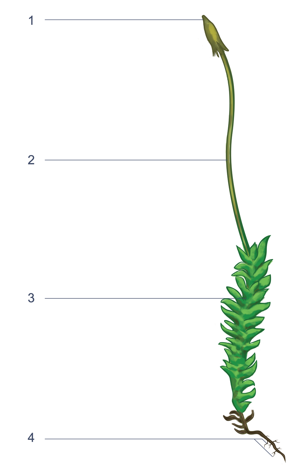 Ilustracja przedstawia wygląd mchu płonnika. Numerem 3 oznaczona jest struktura złożona z dolnej części pokrytej drobnymi listkami, jej dolna część zakończona jest cienkimi tworami oznaczonymi numerem 4. Ze struktury oznaczonej numerem 3 wyrasta długa bezlistna struktura oznaczona numerem 2. Jest ona zakończona zgrubieniem oznaczonym numerem 1.
