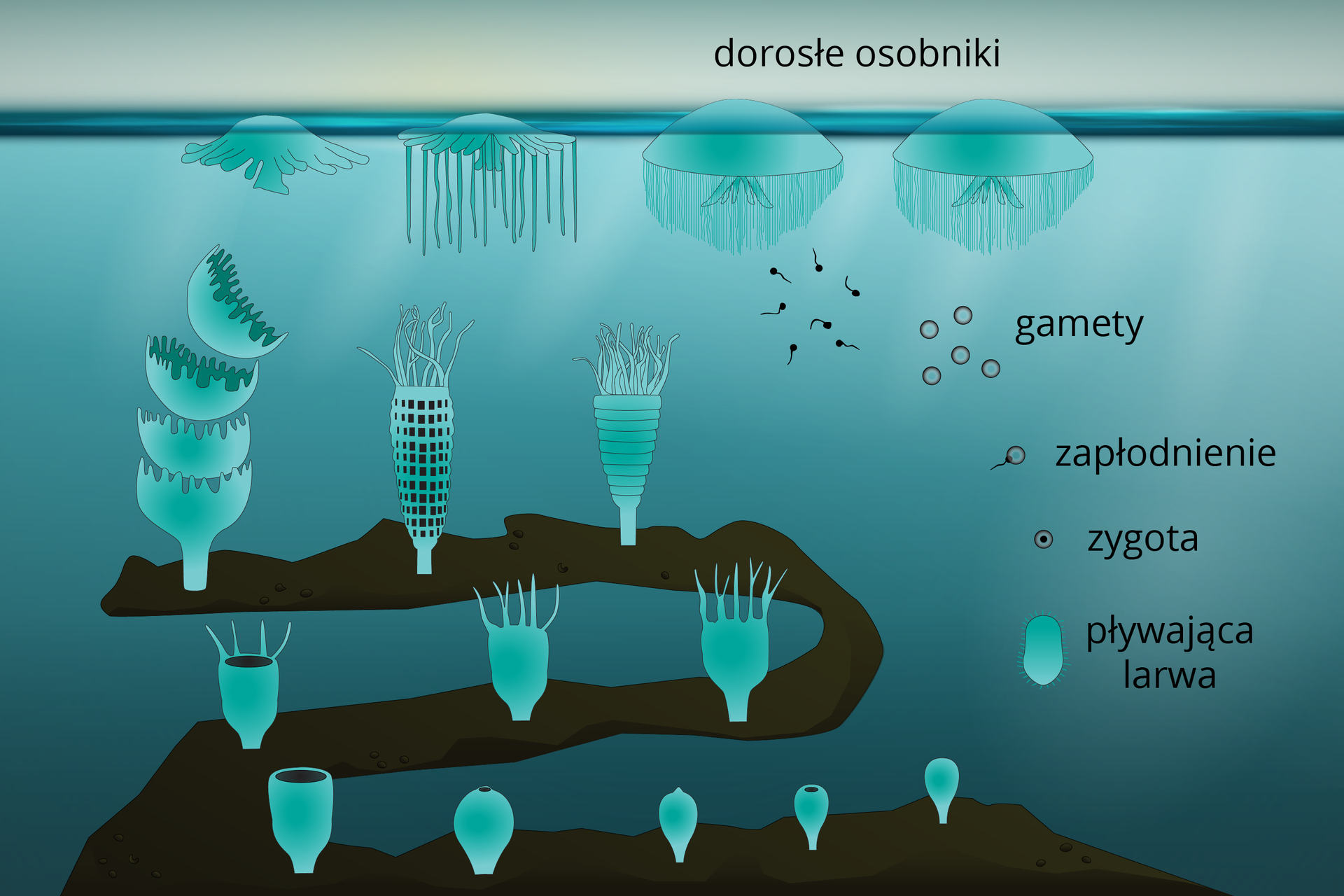 Ilustracja przedstawia błękitne morze z brązowym dnem w kształcie cyfry dwa. Znajdują się w nim meduzy na różnych etapach rozwoju. Dorosłe pływają na powierzchni morza. Po prawej przedstawiono ich gamety oraz proces zapłodnienia. Poniżej jest orzęsiona, pływająca larwa. U dołu od prawej na dnie ukazano rosnące, coraz większe polipy. W środkowym rzędzie ich ciało jest segmentowane. Ostatni z nich dzieli się poziomo na miseczkowate meduzy, które płyną do góry.