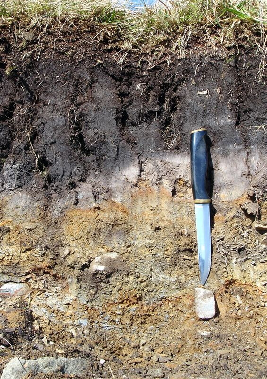 Zdjęcie przedstawia przekrój gleby bielicowej. Na górze warstwa czarnej próchnicy porośnięta trawą. W dolnej części jasna gleba, gdzieniegdzie kamienie.