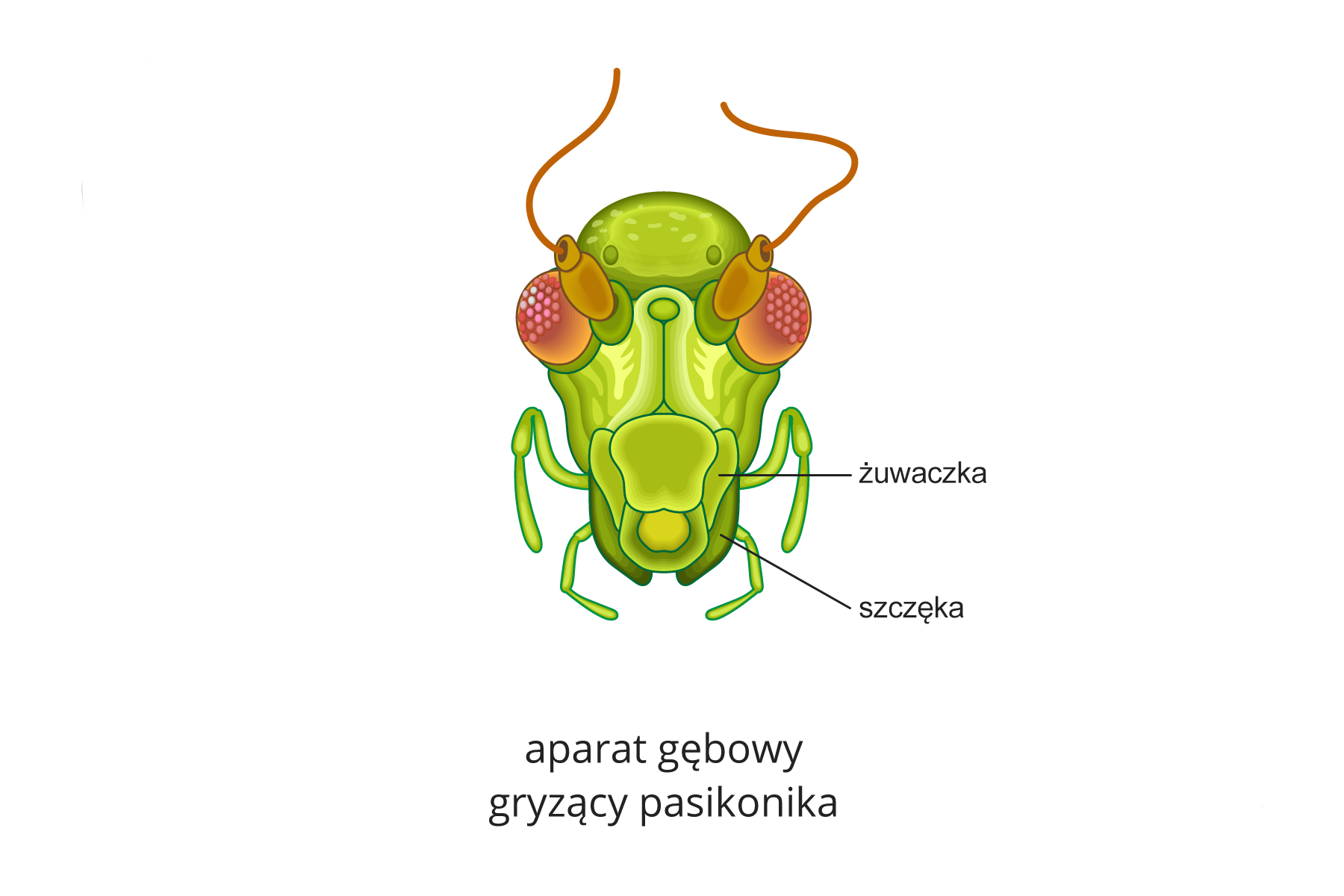 Ilustracja przedstawia zieloną głowę pasikonika. Do góry sterczą cienkie, wygięte brązowe czułki. Obok nich brunatne, wypukłe oczy. Niżej aparat gryzący: silne zielone żuwaczki z krótkimi szczękami z boku.
