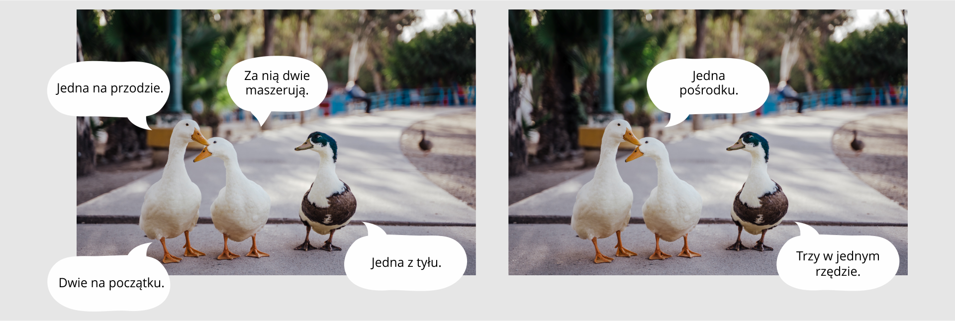 Ilustracja przedstawia dwa okienka komiksu. W pierwszym okienku dwie gęsi mówią: jedna na przodzie,  za nią dwie maszerują oraz dwie na początku. Kaczka mówi jedna z tyłu. Na drugim okienku gęsi mówią jedna pośrodku. Kaczka mówi trzy w jednym rzędzie.  