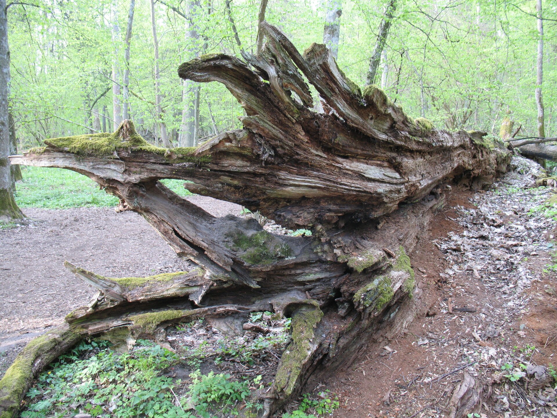Fotografia przedstawiająca zbliżenie na powalony pień ogromnego dębu. Przedstawia złamaną część pnia, który w znacznym stopniu rozpada się, jest pokryty mchem.