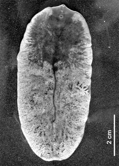 Zdjęcie przedstawia owalne ciało przywry. Ma około 7 centymetrów. Na jednym z końców ciała jest ciemniejsza plama z rozgałęzieniami.   