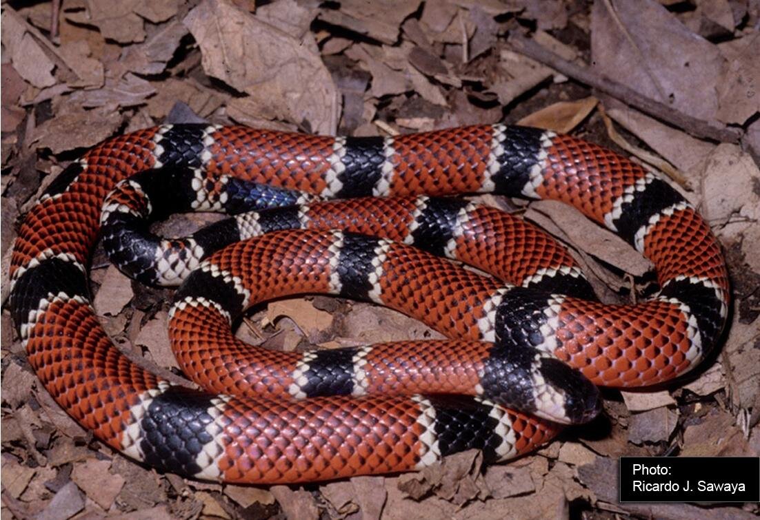 Na zdjęciu wąż o brązowych łuskach. Co kilka centymetrów czarne łuski tworzą poprzeczne paski. 