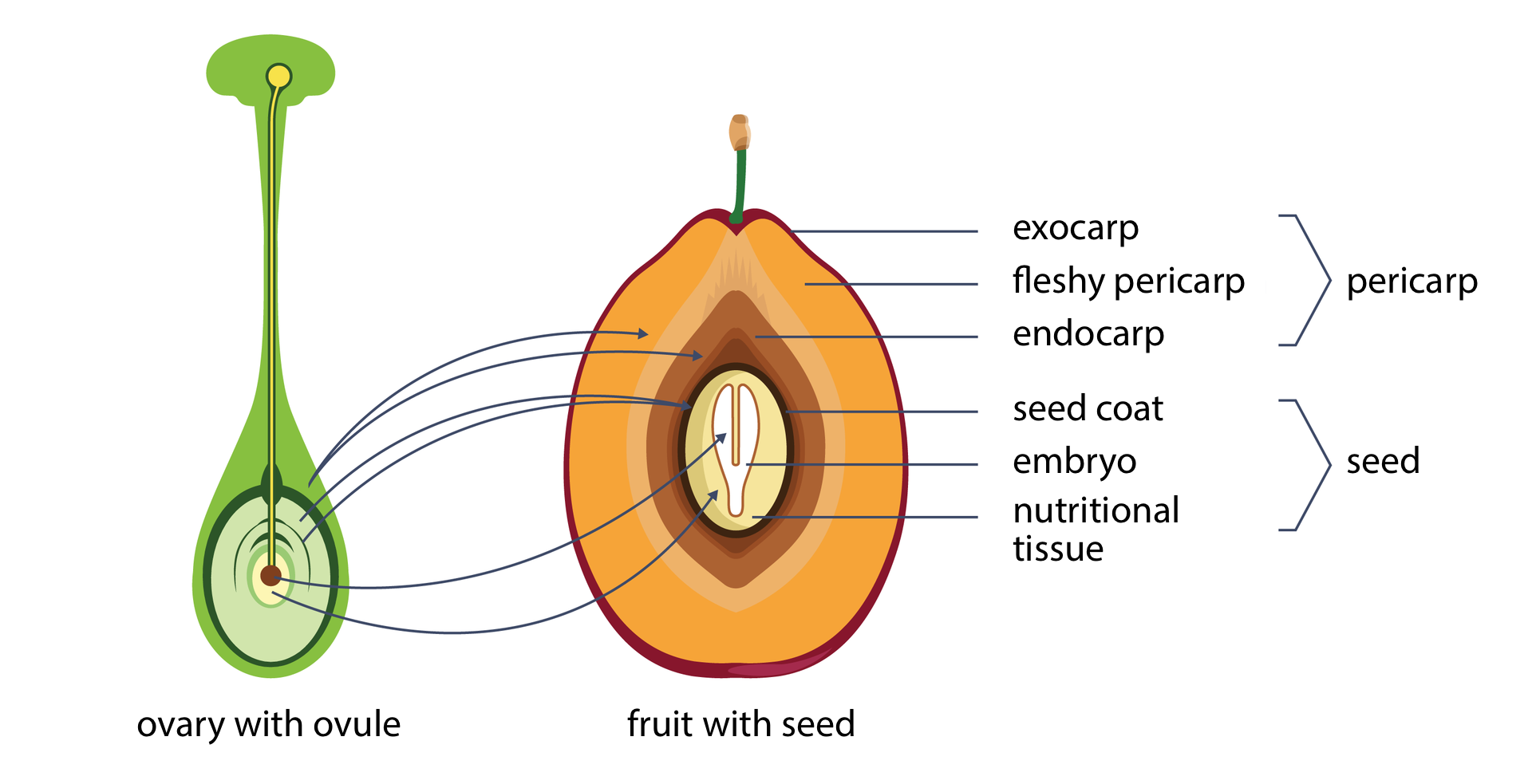 Ilustracja przedstawia po lewej zielono szarą zalążnię, po prawej żółto brązowy owoc. Na zalążni u góry leży żółte ziarno pyłku, wrastające w głąb. Odpowiadające sobie części połączono strzałkami. Opisy obok:* exocarp, mięsista owocnia, endokarp - owocnia, płaszcz nasienny, zarodek, wartość odżywcza, nasiona tkanek. Zalążnia i owoc są podpisane: - jajnik z zalążkiem, - fiorus z nasionami. Ilustracja przedstawia po lewej zielono szarą zalążnię, po prawej żółto brązowy owoc. Na zalążni u góry leży żółte ziarno pyłku, wrastające w głąb. Odpowiadające sobie części połączono strzałkami. Opisy obok:* exocarp, mięsista owocnia, endokarp - owocnia, płaszcz nasienny, zarodek, wartość odżywcza, nasiona tkanek. Zalążnia i owoc są podpisane: - jajnik z zalążkiem, - fiorus z nasionami