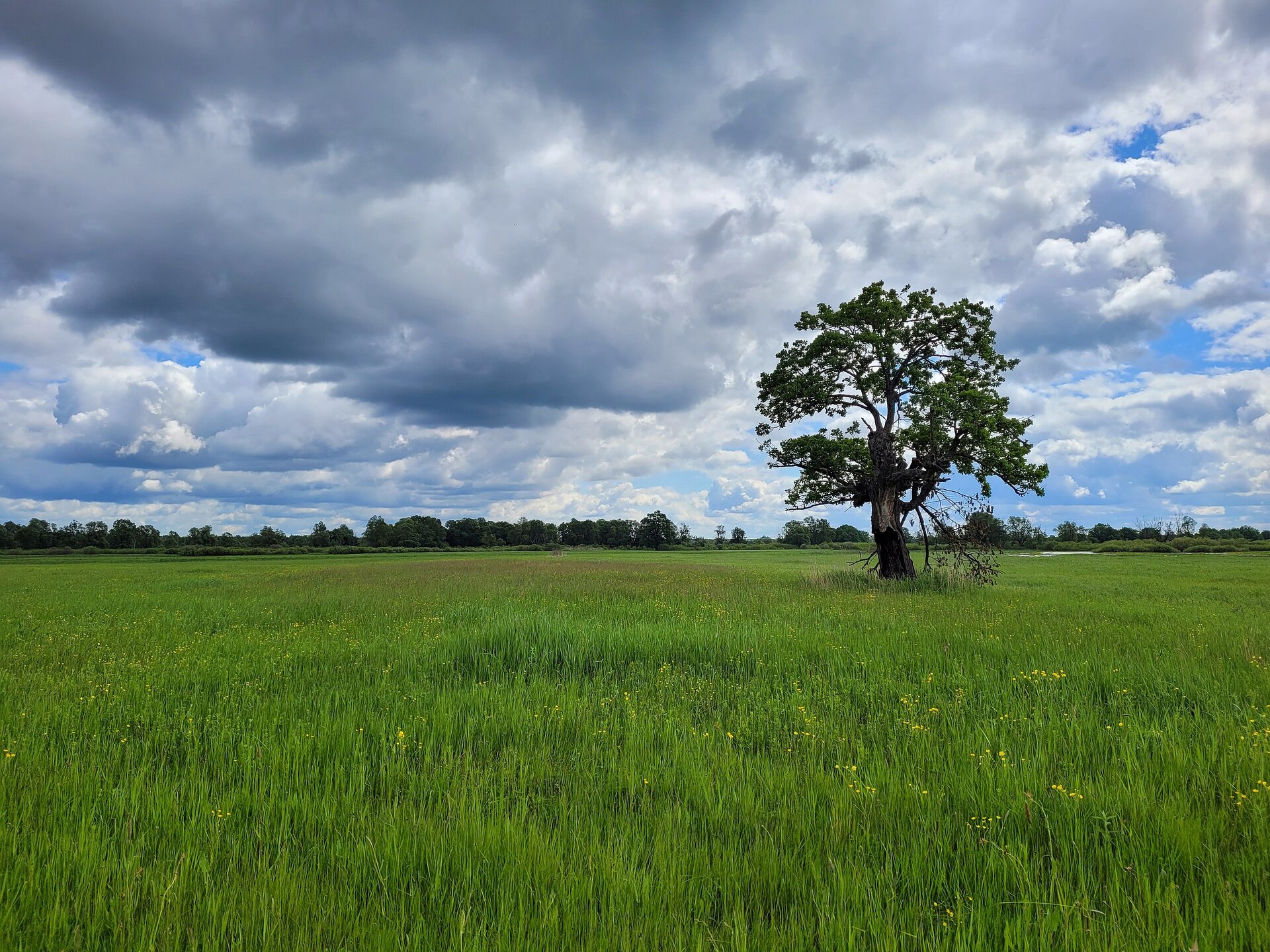 Fotografia rozległego, płaskiego terenu pokrytego gęstą trawą. Na drugim planie pojedyncze drzewo, a dalej linia lasu. Powyżej gęste chmury.