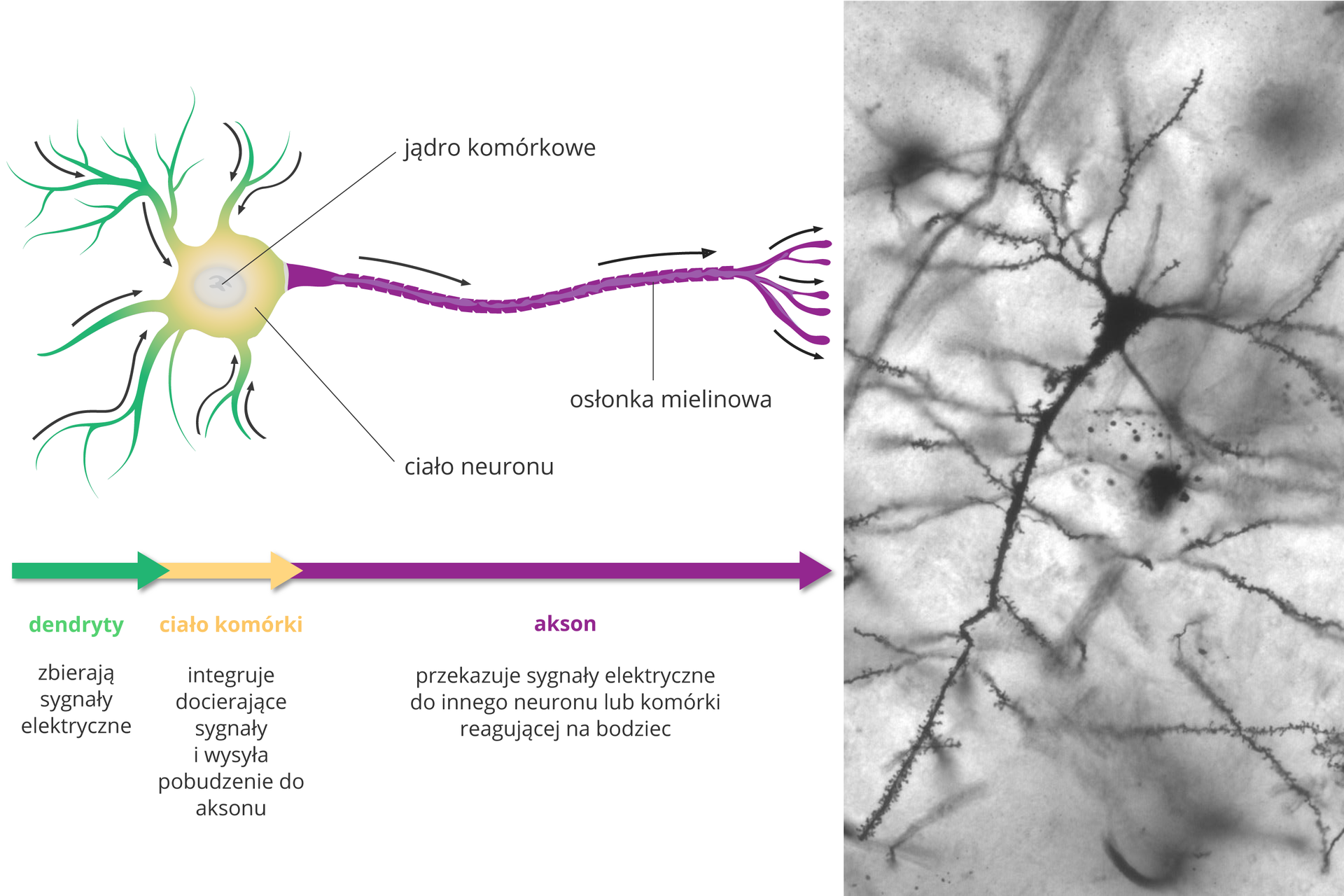 Ilustracja składa się z rysunku komórki nerwowej, schematu jej działania oraz fotografii z mikroskopu elektronowego. Neuron wygląda jak drzewko, leżące poziomo. Z lewej krótkie zielone wypustki to dendryty. Strzałki wskazują, że zbierają sygnały elektryczne i prowadzą je do żółtego ciała komórki. Jej zadaniem jest integracja sygnałów i pobudzenie fioletowego aksonu. Akson przekazuje sygnały elektryczne do innego neuronu lub komórki, reagującej na bodziec. Akson ma na zewnątrz przerywaną osłonkę mielinową. Fotografia przedstawia pojedynczą, czarną komórką nerwową na tle innych, nieostrych.