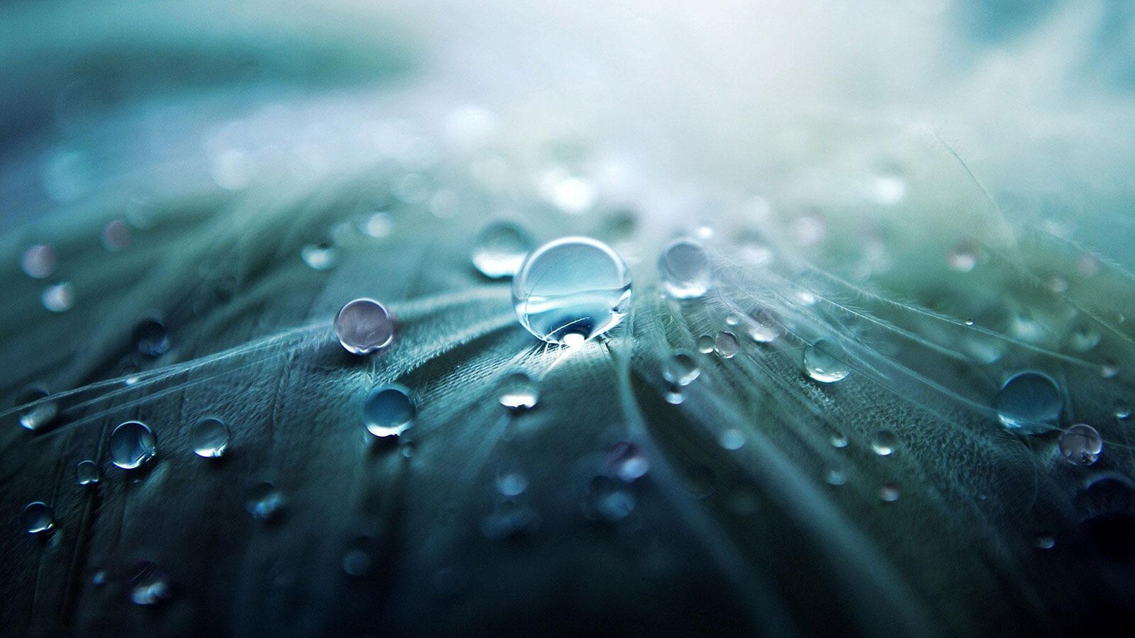 Zdjęcie przedstawia krople wody na liściu.