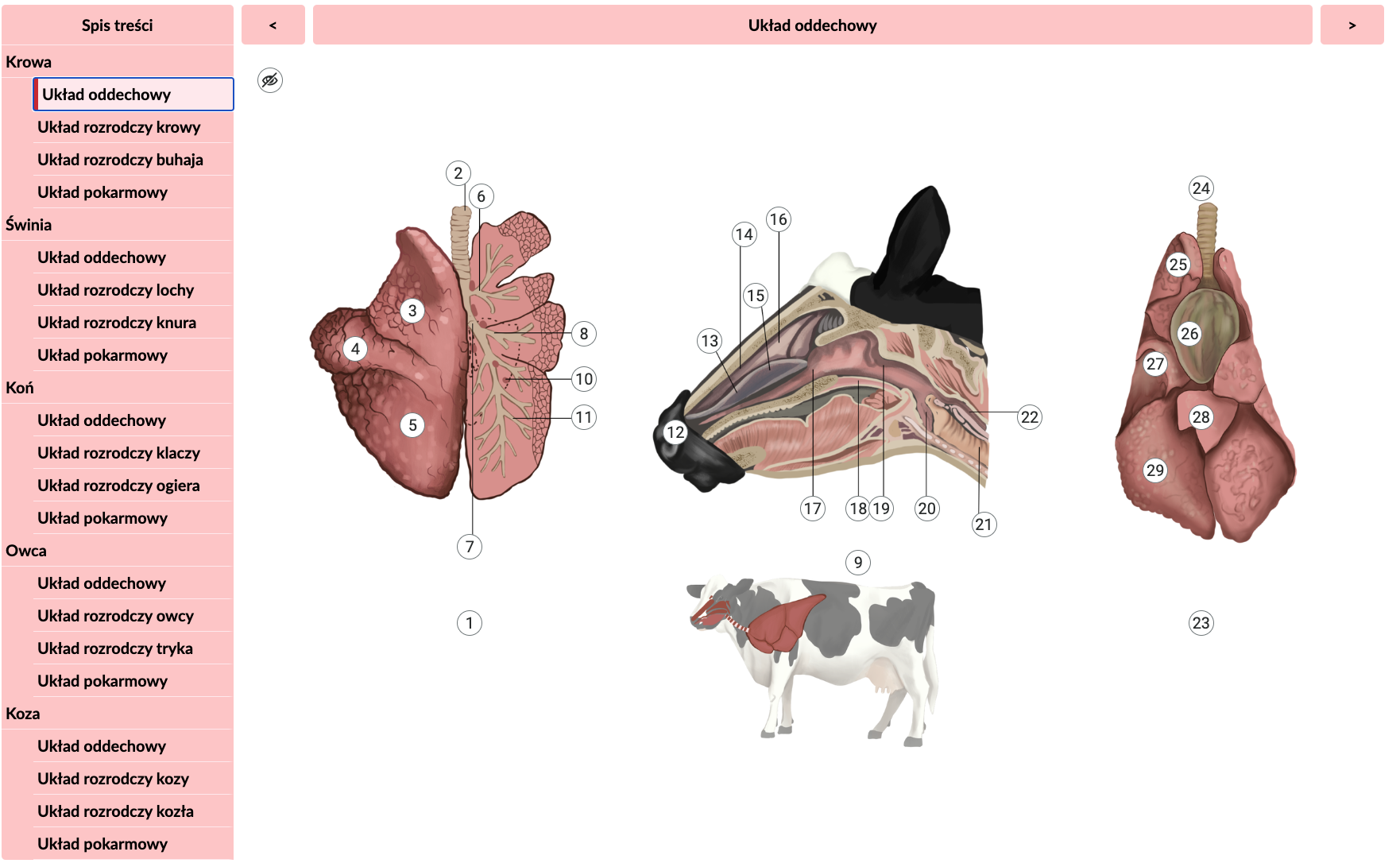 Grafika przedstawia widok atlasu anatomicznego z punktami. Po prawej stronie widoczne jest różowe pole z listą ilustracji, które przedstawiają główne narządy i układy w organizmie zwierząt hodowlanych. Na środku atlasu widnieje grafika przedstawiająca budowę układu oddechowego krowy. Jest to kilka grafik. Od ich poszczególnych elementów odchodzą wskaźniki zakończone cyframi. Na samej górze atlasu umieszczone są pasek z tytułem wyświetlanej ilustracji oraz strzałki do przełączania prawo/lewo.