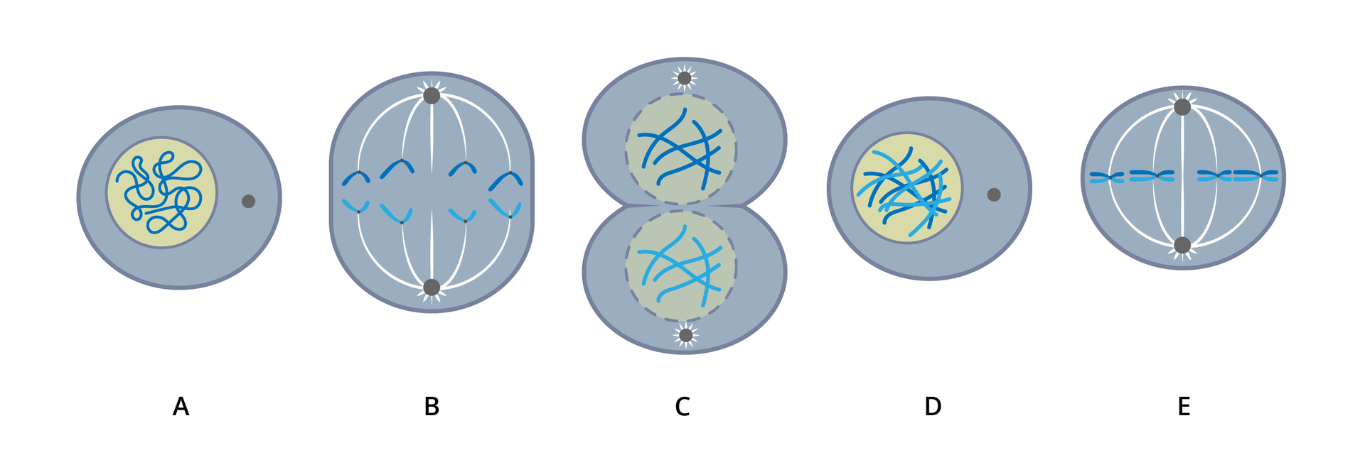 Ilustracja przedstawia etapy podziału komórkowego w losowej kolejności. Element A to komórka, która w jądrze komórkowym zawiera luźną chromatynę. Element B przedstawia komórkę, gdzie chromatydy są rozdzielone, a wrzeciono podziałowe odciąga je do przeciwległych biegunów. Element C przedstawia dzielenie się jednej komórki na dwie. Element D to komórka z wyodrębnionymi chromosomami. Element E to komórka, w której otoczka jądrowa zanika, a chromosomy ustawione są w płaszczyźnie równikowej.