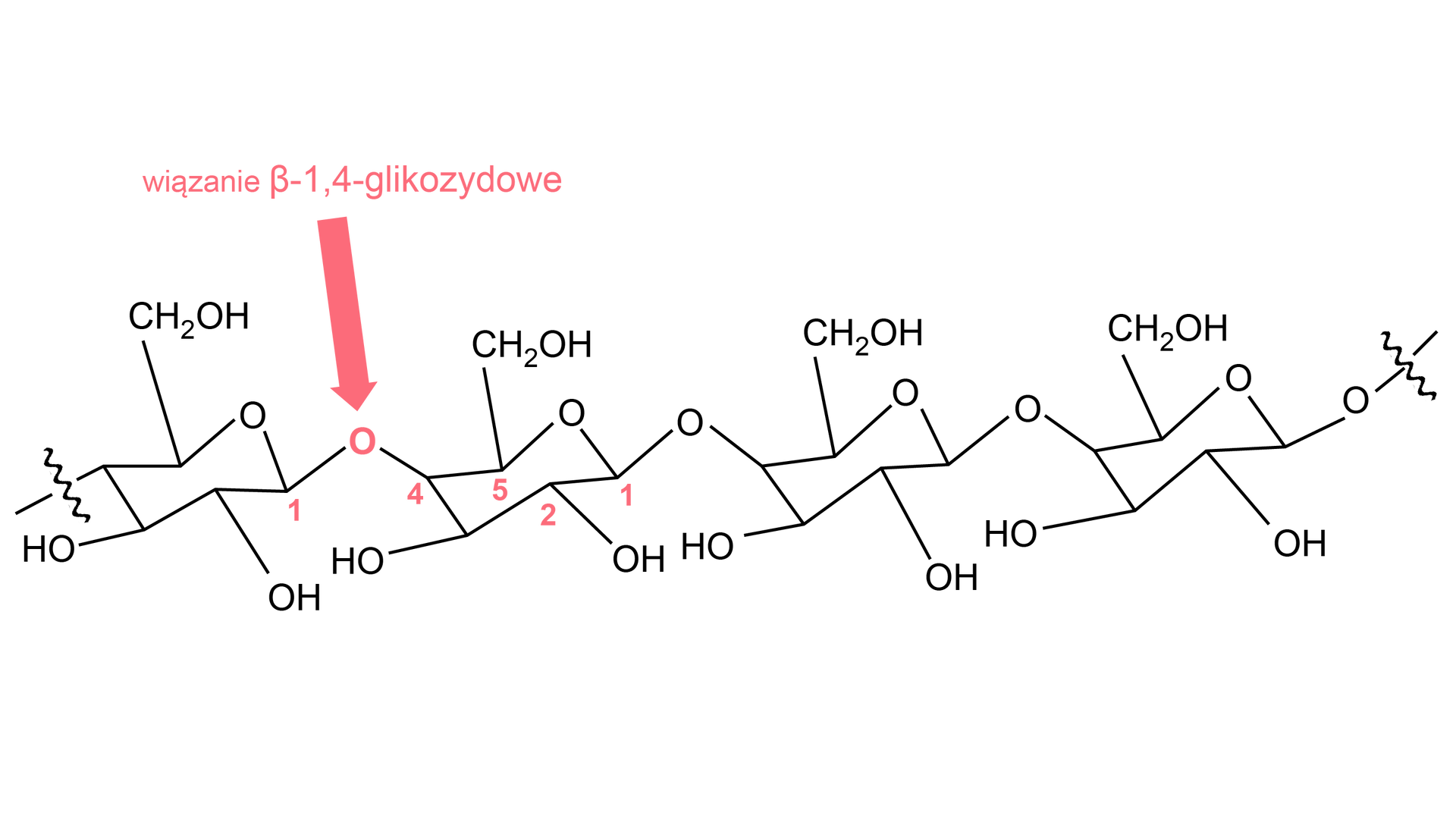 Na ilustracji we wzorze strukturalnym zaznaczono wiązanie β‑1,4‑glikozydowe w cząsteczce celulozy. Celuloza to nierozgałęziony biopolimer, polisacharyd zbudowany liniowo z cząsteczek D-glukozy połączonych wiązaniami β-1,4-glikozydowymi. Wiązanie β przyczynia się do utworzenia sztywnych, długich nitek, które układają się równolegle, tworząc micele połączone mostkami wodorowymi.
