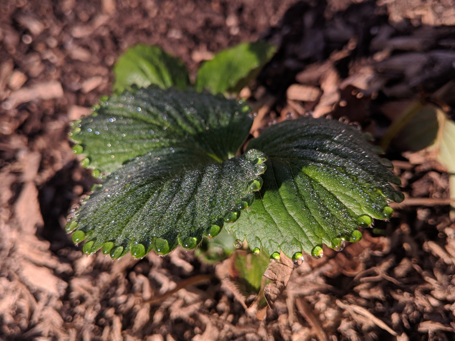 Na zdjęciu widoczne są liście truskawki. Składają się z trzech listków osadzonych na ogonku liściowym. Jeden listek znajduje się w znacznym zbliżeniu, jest mocno unerwiony i ma ząbkowane brzegi. Na każdym z ząbków znajduje się kropla przezroczystego płynu.
