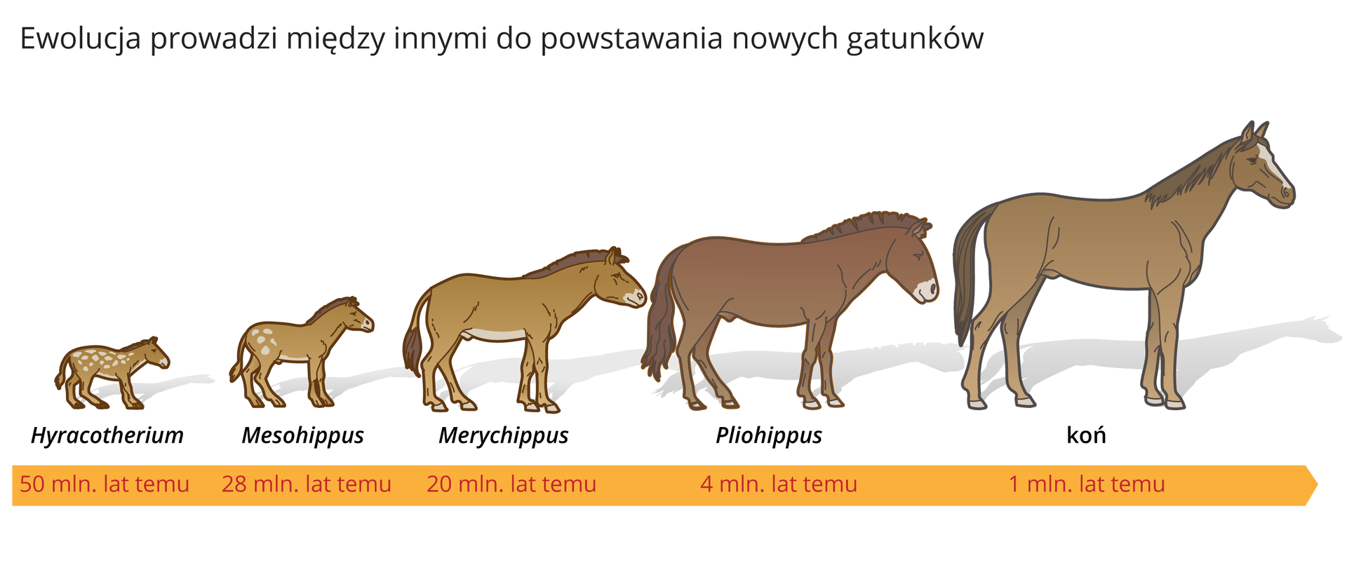 Ilustracja procesu powstawania nowych gatunków na przykładzie pięćdziesięciu milionów lat ewolucji konia.