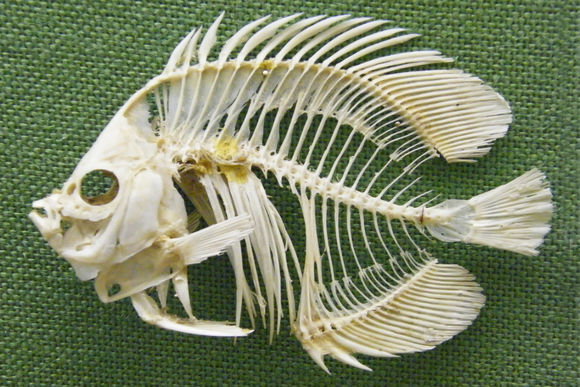 Fotografia przedstawia szkielet ryby na zielonej tkaninie. Szkielet ma biały kolor, leży na prawym boku. Z lewej strony zdjęcia widać czaszkę. Widać w niej duży oczodół. Pysk ryby jest krótki. Za czaszką, przez środek ciała do jego końca ciągnie się kręgosłup. Na jego końcu znajduje się wachlarzowata płetwa ogonowa. Od kręgosłupa w górę i w dół odchodzą żebra. W grzbietowej części ponad żebrami widać płetwę grzbietową, a w dolnej brzuszną połączoną z odbytową. Płetwy widać również tuż za czaszką, są to płetwy piersiowe.
