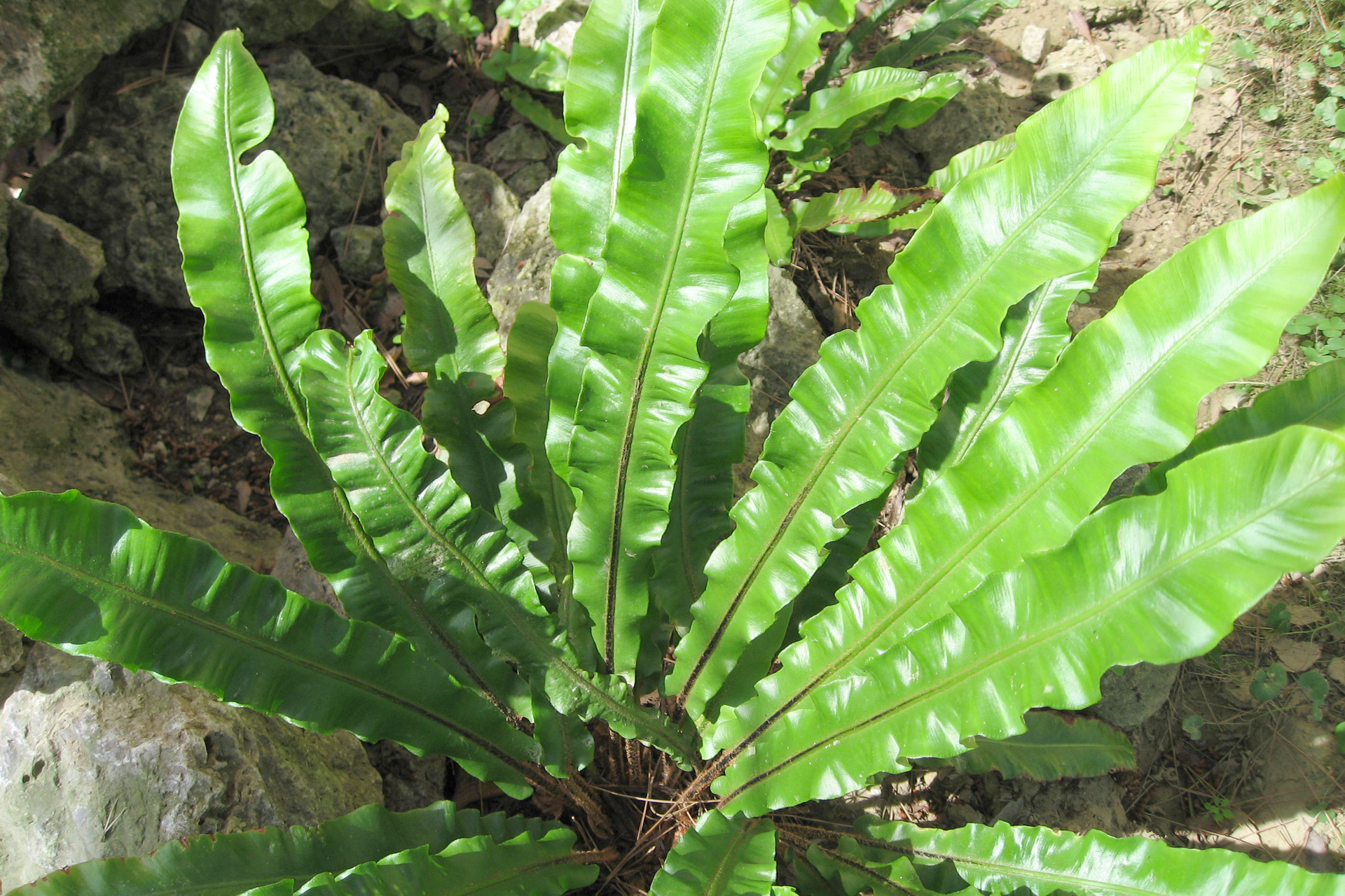Fotografia przedstawia jedną kępę paproci o wąskich, jasno zielonych, błyszczących liściach. Ich brzegi są lekko pofałdowane, a ogonki liściowe są brązowe. To języcznik zwyczajny.