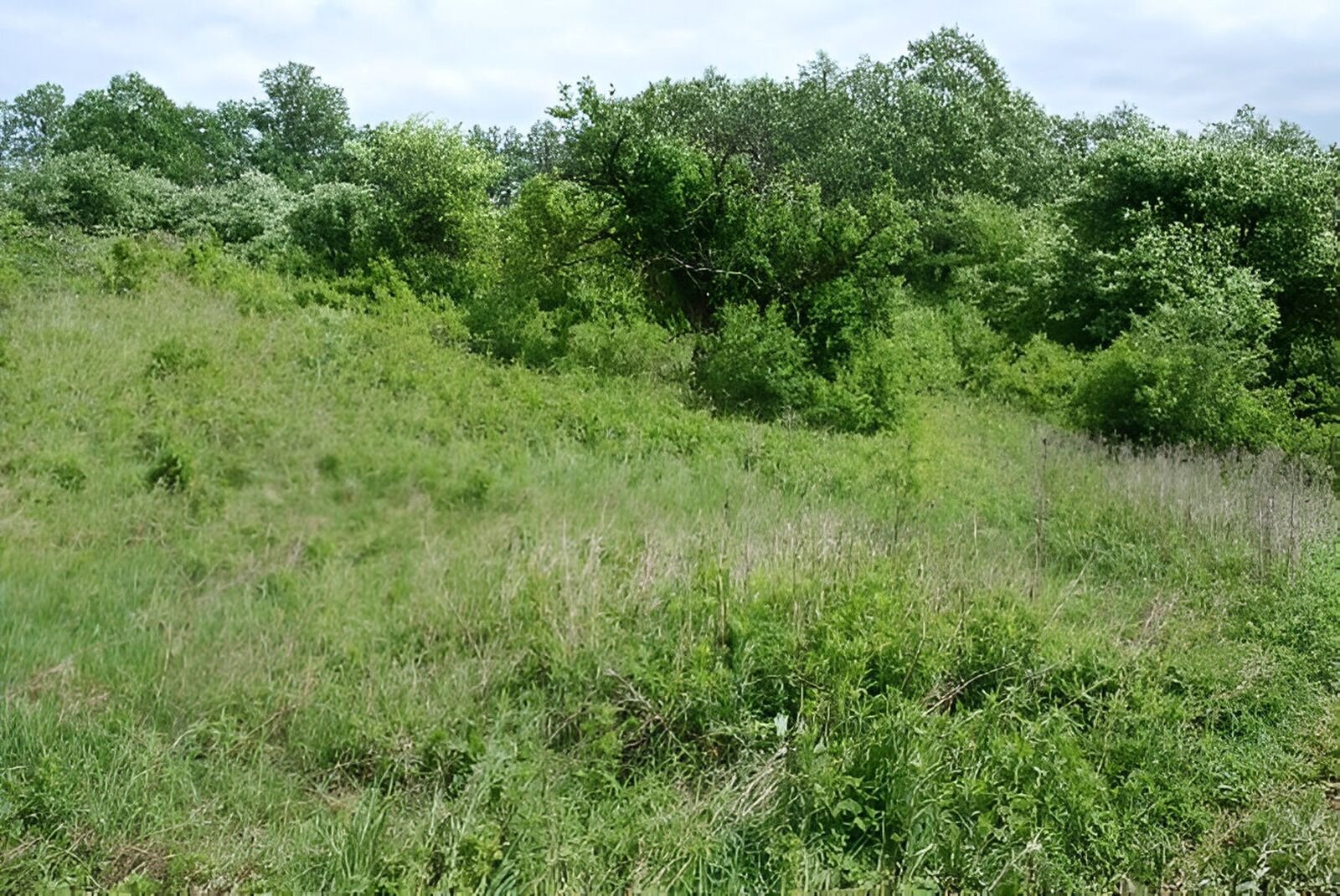 Fotografia przedstawia stok skierowany w lewą stronę, który porośnięty jest zieloną roślinnością. W oddali kępy drzew. 