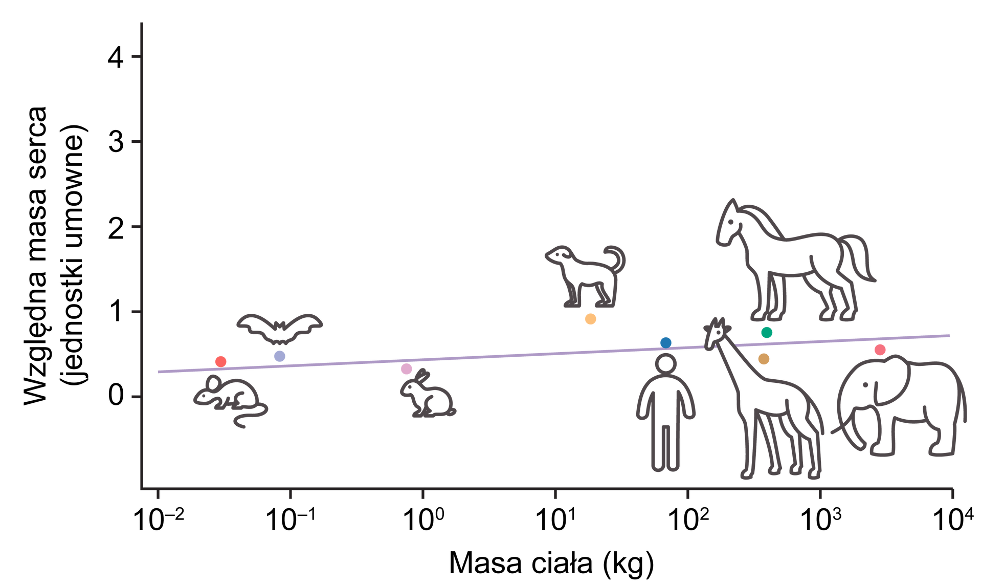 Wykres pierwszy przedstawia względną masę serca i masę ciała następujących ssaków: szczura, nietoperza, królika, psa, człowieka, konia, słonia i żyrafy. Na osi x podana jest względna masa serca podana w jednostkach umownych, z podziałem od zera do czterech co jedną jednostkę. Na osi y podana jest masa ciała w kilogramach w skali od dziesięciu do minus drugiej do dziesięciu do czwartej, z podziałem co 10 jednostek. 1. Parametry szczura: względna masa serca około 0,3 jednostki, masa ciała pomiędzy dziesięć do minus drugiej a dziesięć do minus pierwszej. 2. Parametry nietoperza: względna masa serca około 0,4 jednostki, masa ciała dziesięć do minus pierwszej. 3. Parametry królika: względna masa serca około 0,2 jednostki, masa ciała dziesięć do zera. 4. Parametry psa: względna masa serca około 0,9 jednostki, masa ciała dziesięć do pierwszej. 5. Parametry człowieka: względna masa serca około 0,4 jednostki, masa ciała bliska dziesięć do drugiej. 6. Parametry żyrafy: względna masa serca około 0,3 jednostki, masa ciała zbliżona do dziesięciu do trzeciej. 7. Parametry konia: względna masa serca około 0,6 jednostki, masa ciała bliska dziesięć do trzeciej. 8. Parametry słonia: względna masa serca około 0,4 jednostki, masa ciała pomiędzy dziesięć do trzeciej a dziesięć do czwartej. 