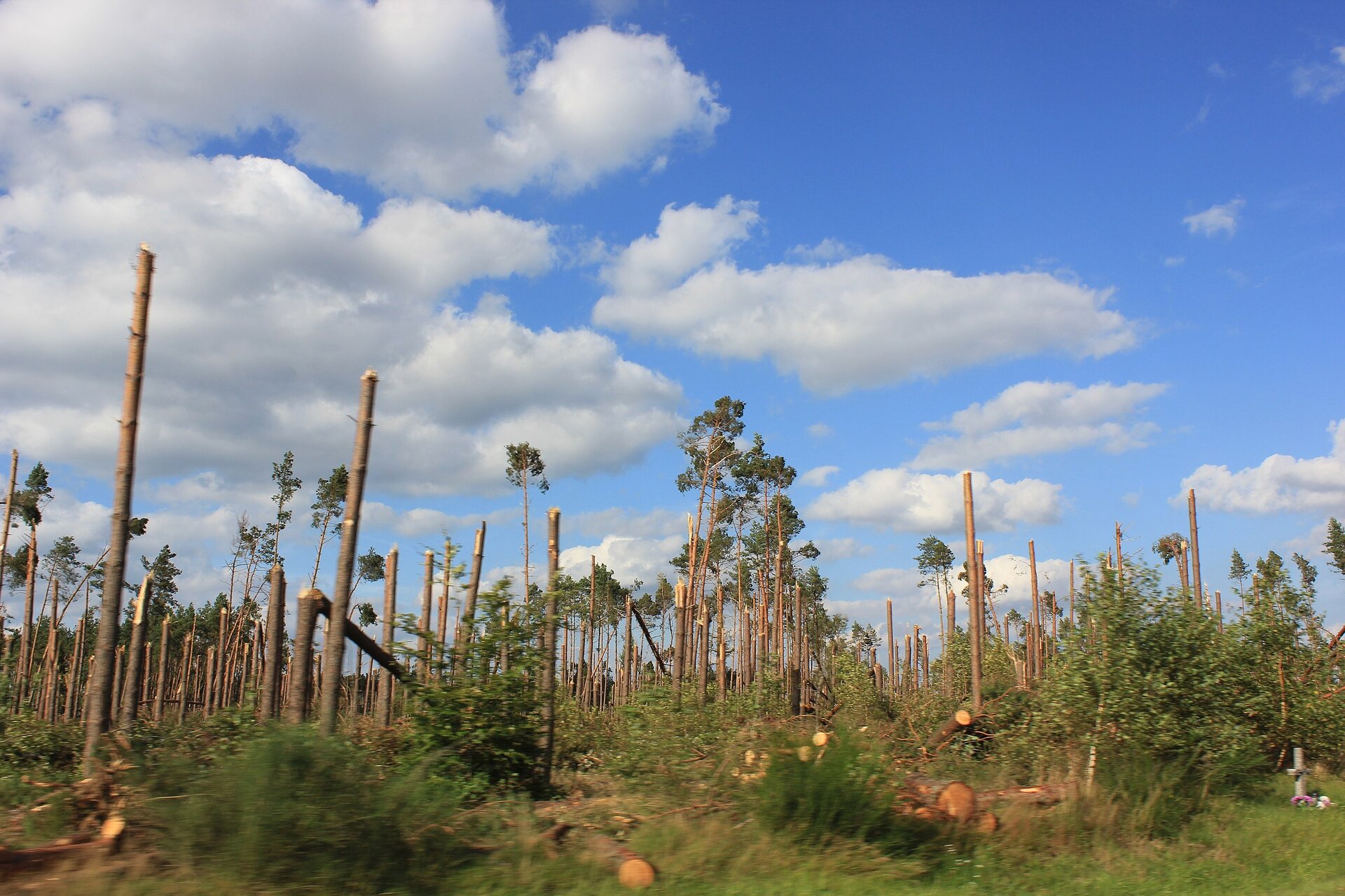 Zdjęcie przedstawiające połamane drzewa po przejściu wichury. Mają gołe pnie, ułamane korony. Tylko w niektórych miejscach pozostały nienaruszone sosny.