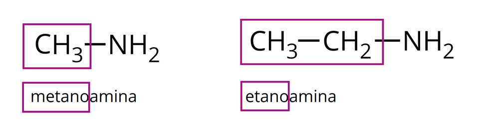 Na ilustracji ukazano zasady nazewnictwa systematycznego amin. Z lewej strony znajduje się wzór: C H indeks dolny, trzy, koniec indeksu dolnego wiązanie pojedyncze N H indeks dolny, dwa, koniec indeksu dolnego. Grupa C H indeks dolny, trzy, koniec indeksu dolnego została objęta bordową ramką. Pod spodem znajduje się podpis: metanoamina, gdzie część "metano" została objęta bordową ramką. Z prawej strony znajduje się wzór: C H indeks dolny, trzy, koniec indeksu dolnego wiązanie pojedyncze C H indeks dolny, dwa, koniec indeksu dolnego wiązanie pojedyncze N H indeks dolny, dwa, koniec indeksu dolnego. Grupy C H indeks dolny, trzy, koniec indeksu dolnego i C H indeks dolny, dwa, koniec indeksu dolnego zostały objęte bordową ramką. Pod spodem znajduje się podpis: etanoamina, gdzie część "etano" została objęta bordową ramką.