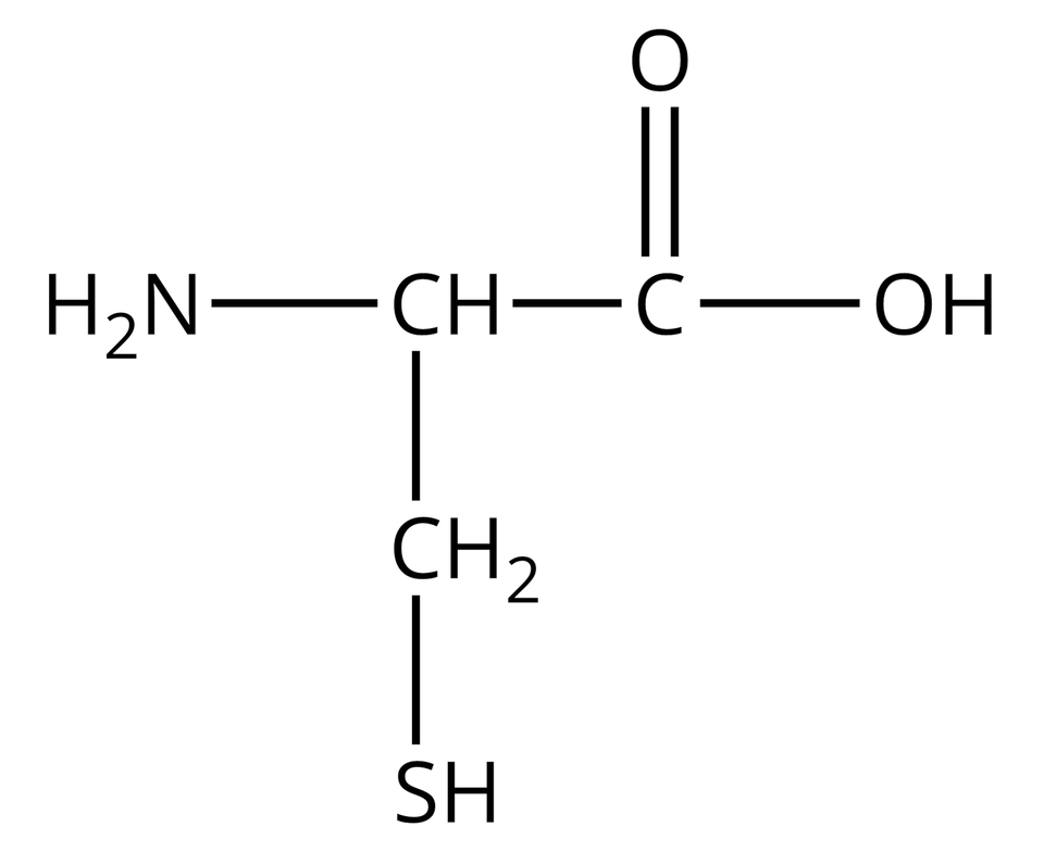 Wzór półstrukturalny cysteiny. Do grupy H indeks dolny, dwa, koniec indeksu dolnego, N z prawej strony przyłączona jest grupa C H. Od niej odchodzą dwa wiązania pojedyncze. Pierwsze skierowane jest w prawo do atomu węgla. Od niego odchodzą dwa wiązania: podwójne w górę, prowadzące do atomu tlenu i pojedyncze w prawo do grupy O H. Drugie wiązanie odchodzące od grupy C H skierowane jest w dół i łączy się z grupą C H indeks dolny, dwa, koniec indeksu dolnego, od której odchodzi pojedyncze wiązanie w dół do grupy S H.