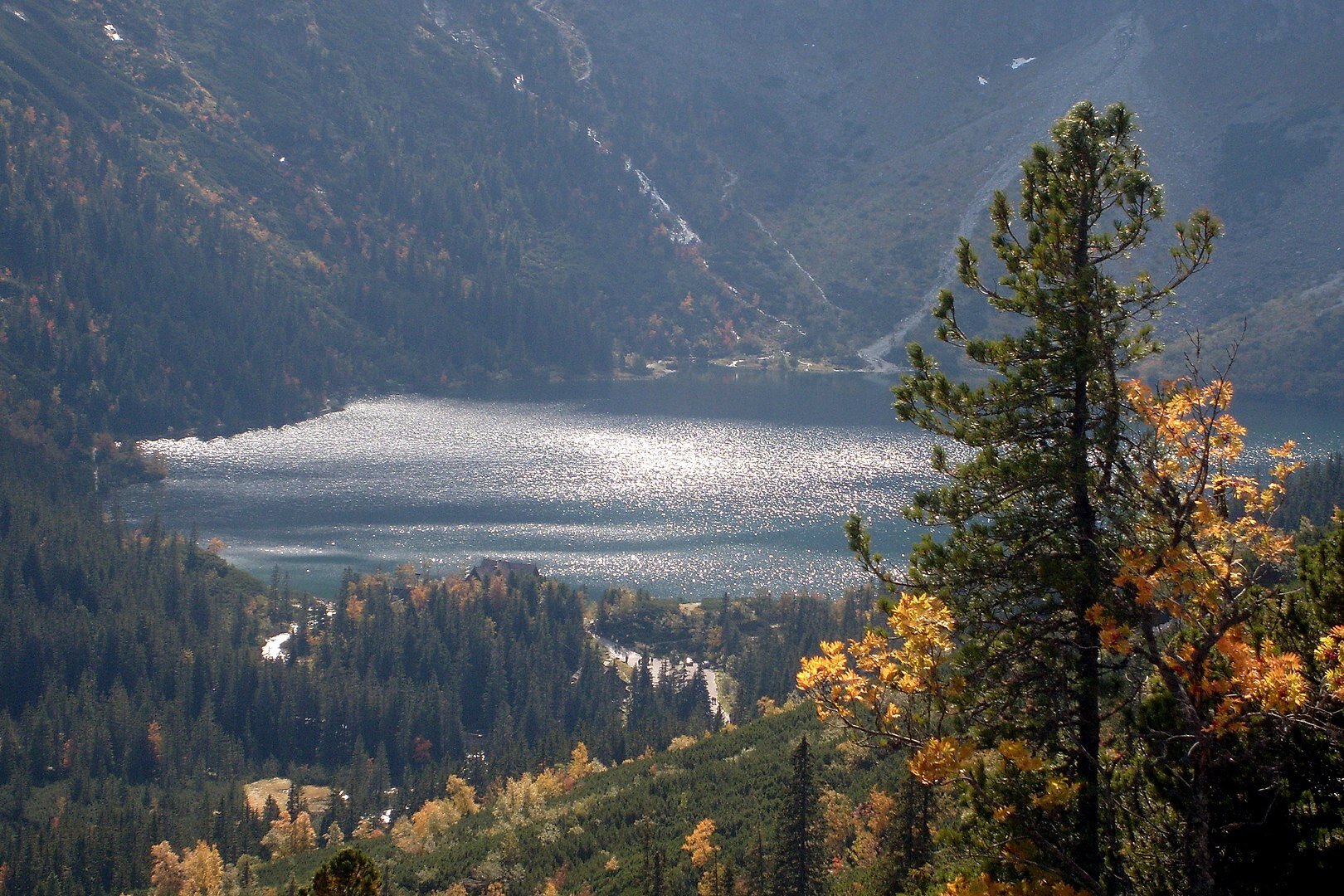 Fotografia przedstawia Morskie Oko. Na pierwszym planie widać sosnę limbę – wysokie drzewo o rzadkich gałęziach. Na dalszym planie widać błękitne jezioro oraz otaczające je góry porośnięte lasem.