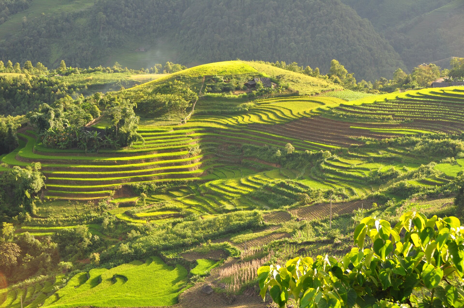 Zdjęcie przedstawia pola ryżowe w Wietnamie. Słoneczny dzień. Teren górzysty. Stoki o lekkim łagodnym nachyleniu. Stoki pokryte kaskadami pól ryżowych. Gdzieniegdzie pomiędzy tarasami niskie zielone drzewa. W tle wysokie góry pokryte gęsto rosnącymi zielonymi drzewami.