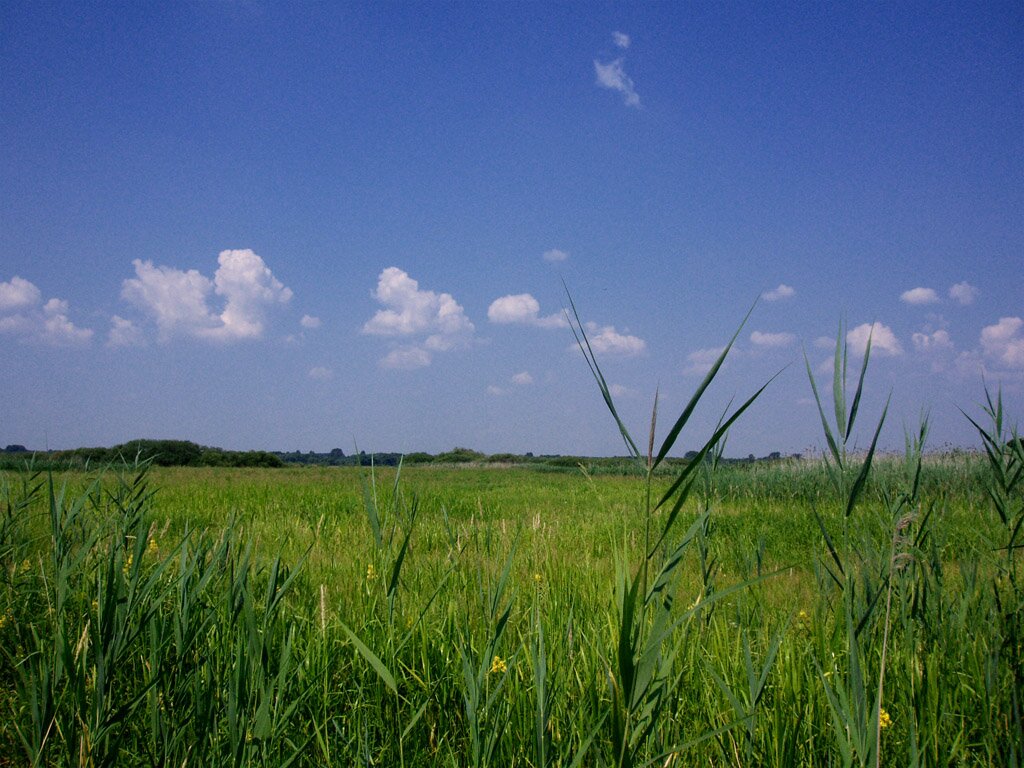 Fotografia przedstawia roślinność bagienną w dolinie Biebrzy. Na pierwszym planie widoczna jest wysoka trawa porastająca płaski, rozległy teren, pomiędzy nimi znajdują się niewielkie, polne kwiaty. Na horyzoncie widoczny jest las. 