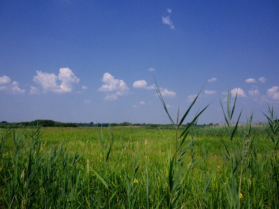 Fotografia przedstawia roślinność bagienną w dolinie Biebrzy. Na pierwszym planie widoczna jest wysoka trawa porastająca płaski, rozległy teren, pomiędzy nimi znajdują się niewielkie, polne kwiaty. Na horyzoncie widoczny jest las. 
