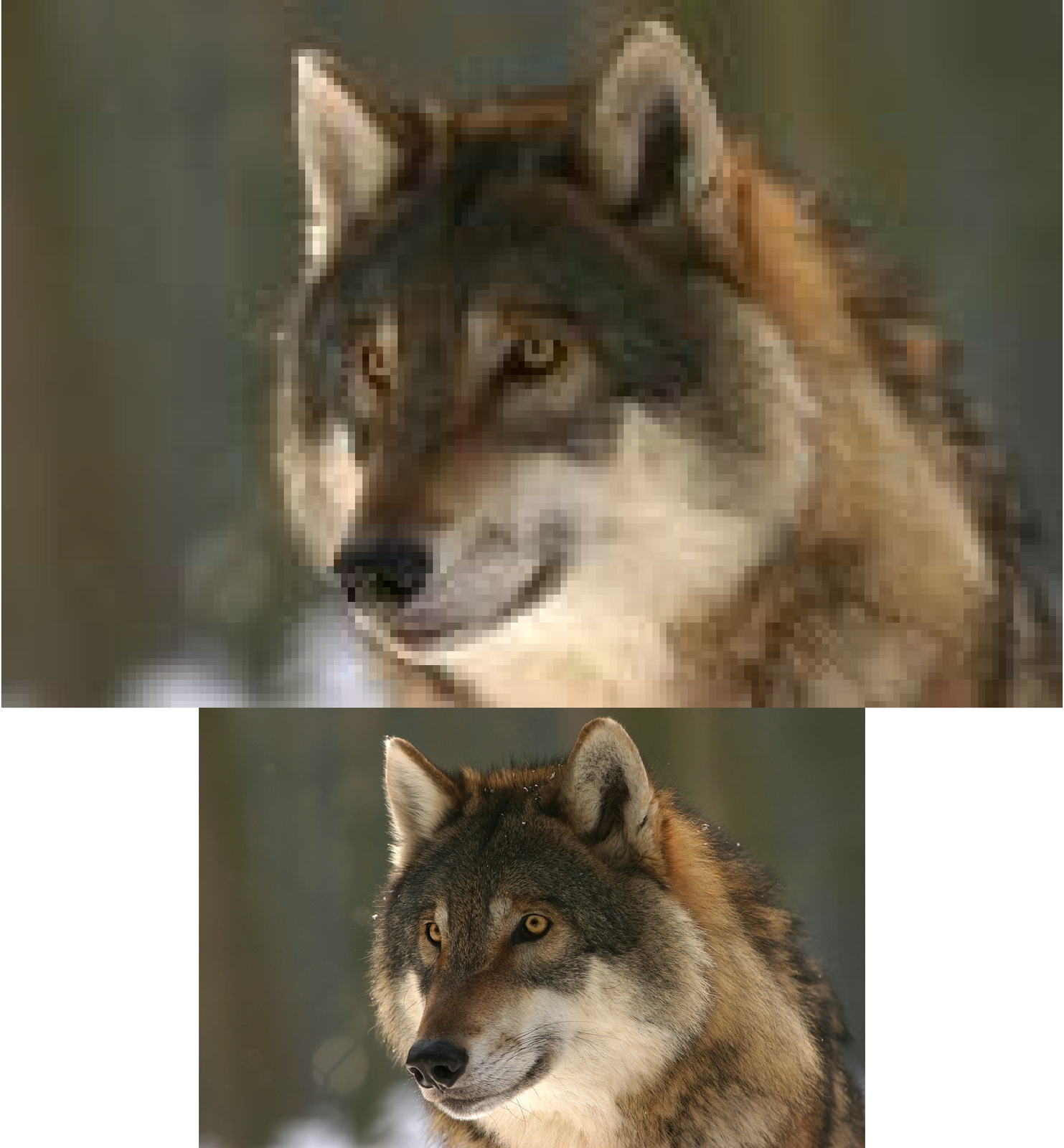 Dwie fotografie wilka - górna jest w słabej jakości, dolna w dobrej.
