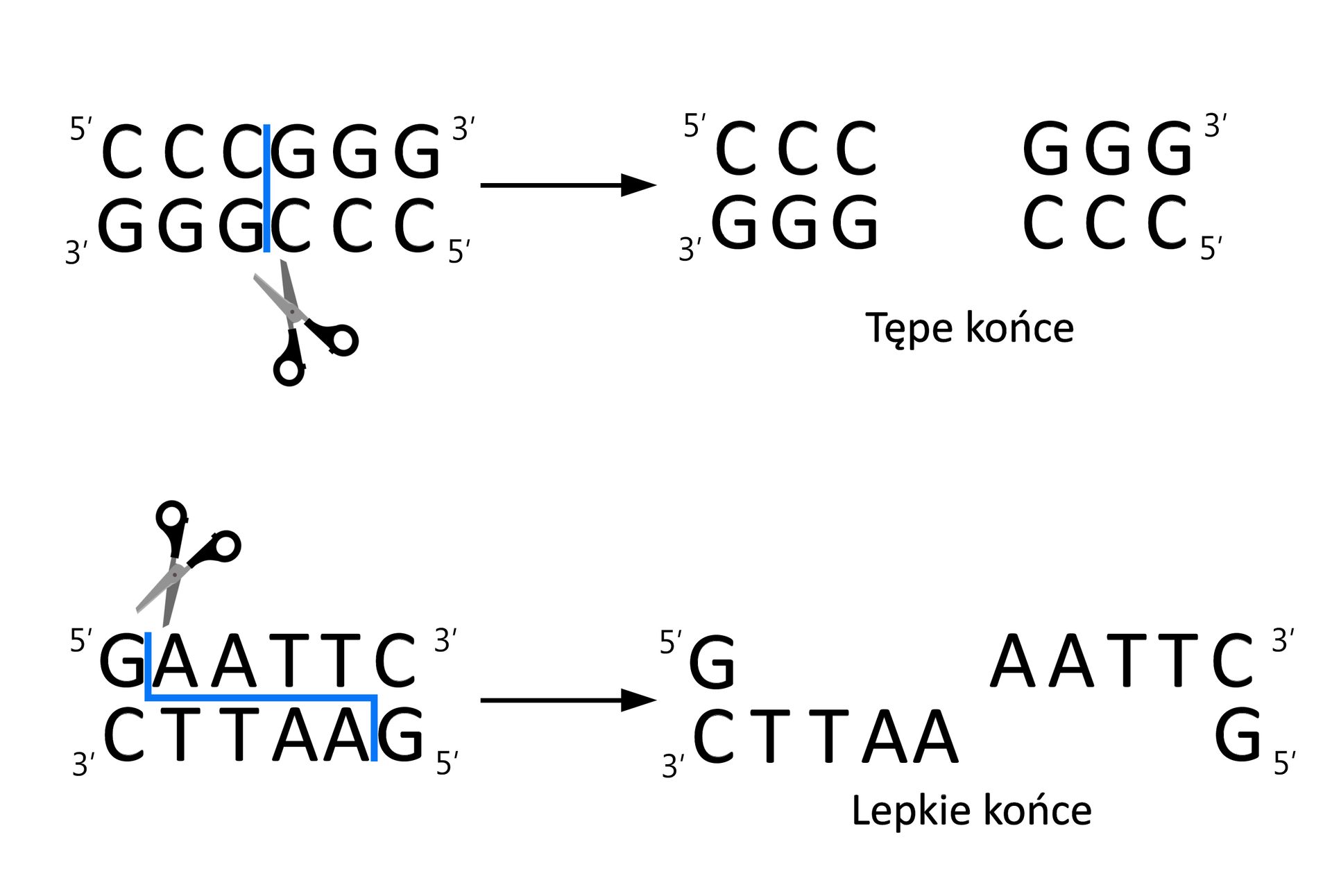 Ilustracja przedstawia przecięcie DNA enzymami restrykcyjnymi. Na ilustracji rozpisano naprzeciwległe fragmenty nici DNA. Przykład pierwszy. Nić o końcach oznaczonych jako pięć prim (lewy koniec), trzy prim (prawy koniec) ma zapis CCCGGG, poniżej jest nić oznaczona jako trzy prim (lewy koniec), pięć prim (prawy koniec) GGGCCC. Nożyczki przecinają nici na pół, pozostaje: w pierwszej nici CCC i osobno GGG, w drugiej nici GGG i osobno CCC. Pod zapisem napis: tępe końce. Przykład drugi. Pierwsza nić ma zapis GAATTC, druga nić CTTAAG. Nożyczkami w pierwszej nici (pięć prim - trzy prim) odcięto początkowe G, w drugiej (trzy prim - pięć prim) końcowe G. W wyniku przecięcia w pierwszej nici DNA G jest oddzielone od AATTC, w drugiej CTTAA jest oddzielone od końcowego G. Pod spodem jest napis: lepkie końce.     