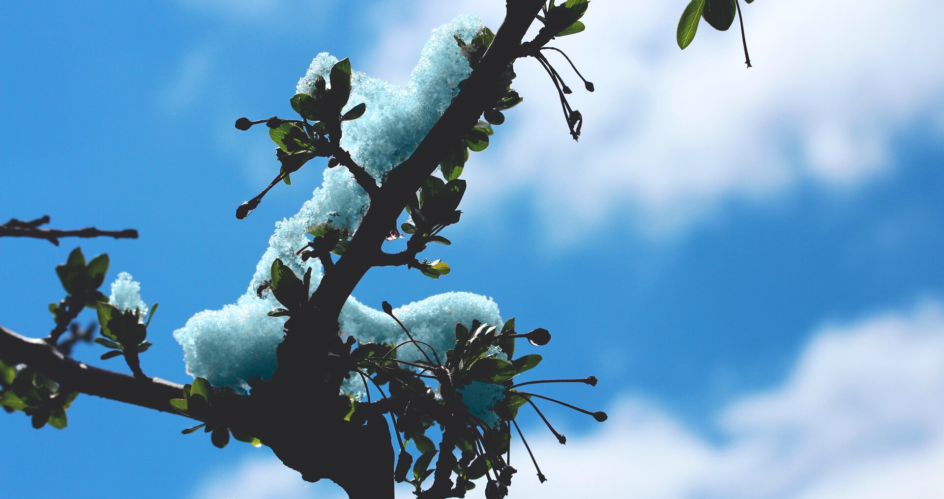 Zdjęcie gałęzi drzewa z drobnymi, zielonymi listkami. W tle błękitne, lekko zachmurzonego nieba. Na gałęzi śnieg o niebieskim odcieniu.