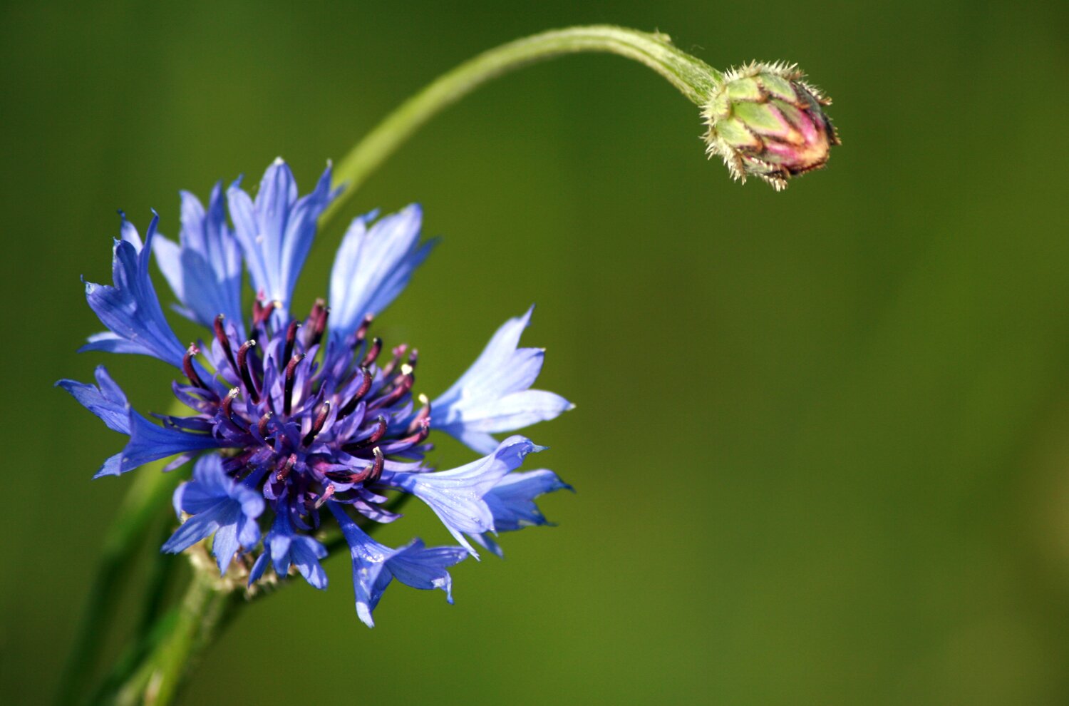 Chaber - niebieski kwiat w pełni rozkwitu na długiej, zielonej łodyżce, powyżej chaber w pąku, zielone tło.