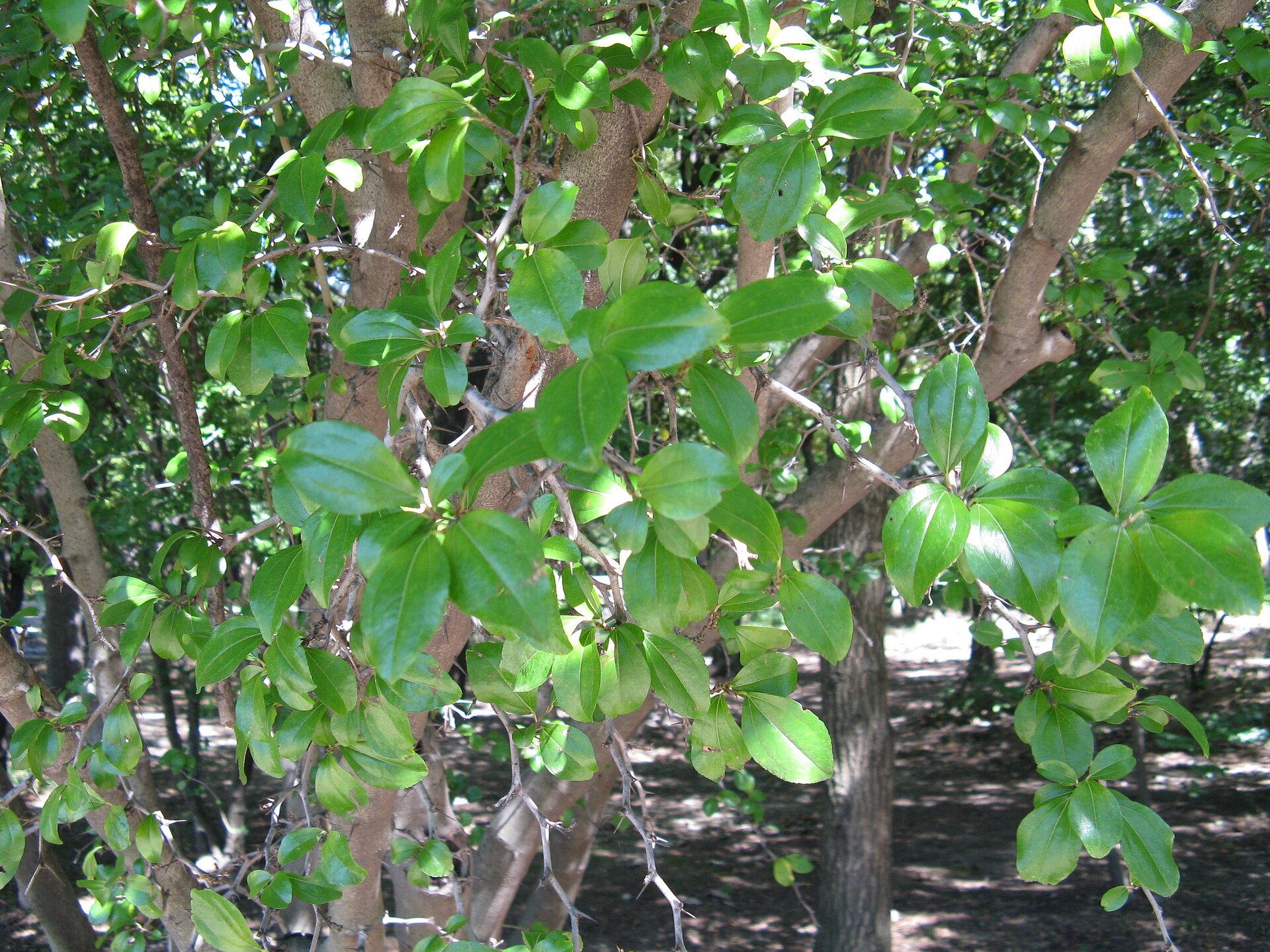 Na zdjęciu zbliżenie na gałęzie sziblaka. Krzew posiada jasnozielone, błyszczące liście. Pień w kolorze jasnobrązowym, gładki.