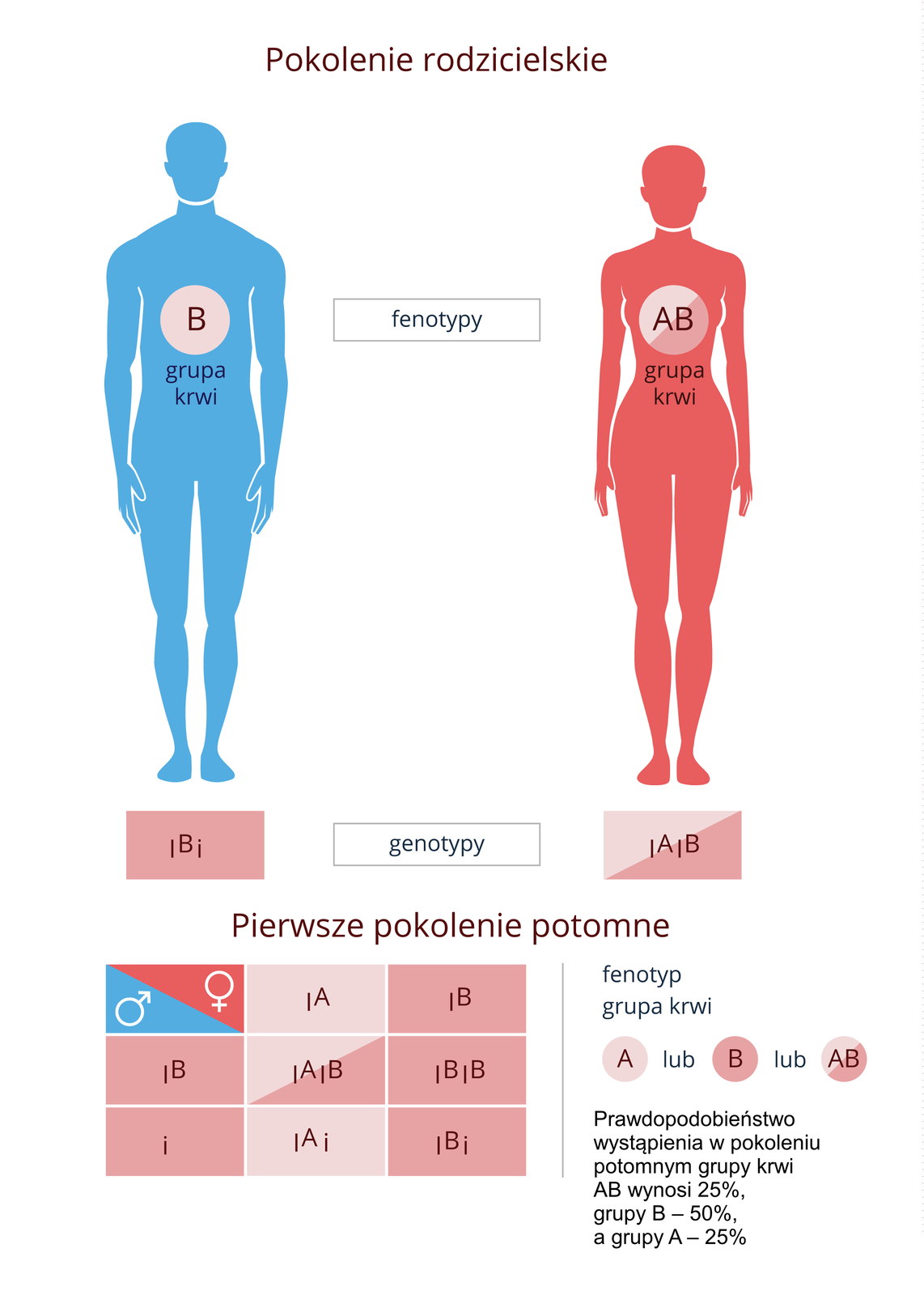 Ilustracja przedstawia niebieską sylwetkę mężczyzny z grupą krwi B i różową sylwetkę kobiety z grupą krwi AB. Pod nimi wypisane genotypy: mężczyzna jest heterozygotą IB, i. Poniżej na różowym tle krzyżówka genetyczna. Widoczne są dwie homozygoty dominujące B i AB oraz dwie heterozygoty A i B. Poniżej widoczny jest napis: Prawdopodobieństwo wystąpienia w pokoleniu potomnym grupy krwi AB wynosi 25 %, grupy B 50 %, a grupy A 25 %.