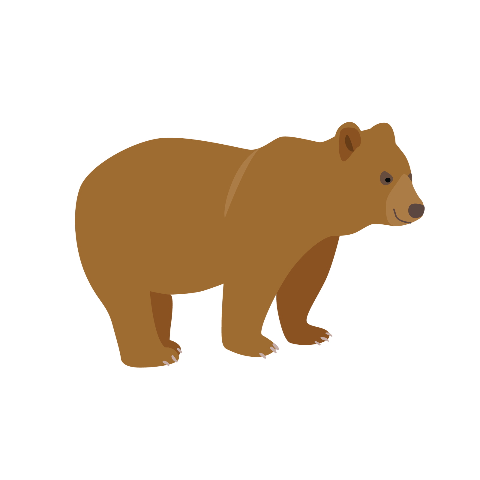 Ilustracja przedstawia niedźwiedzia brunatnego. Jest to zwierzę, które ma ciało pokryte brązową sierścią, małe zaokrąglone uszy, bardzo krótki ogon i cztery duże łapy zakończone długimi pazurami.