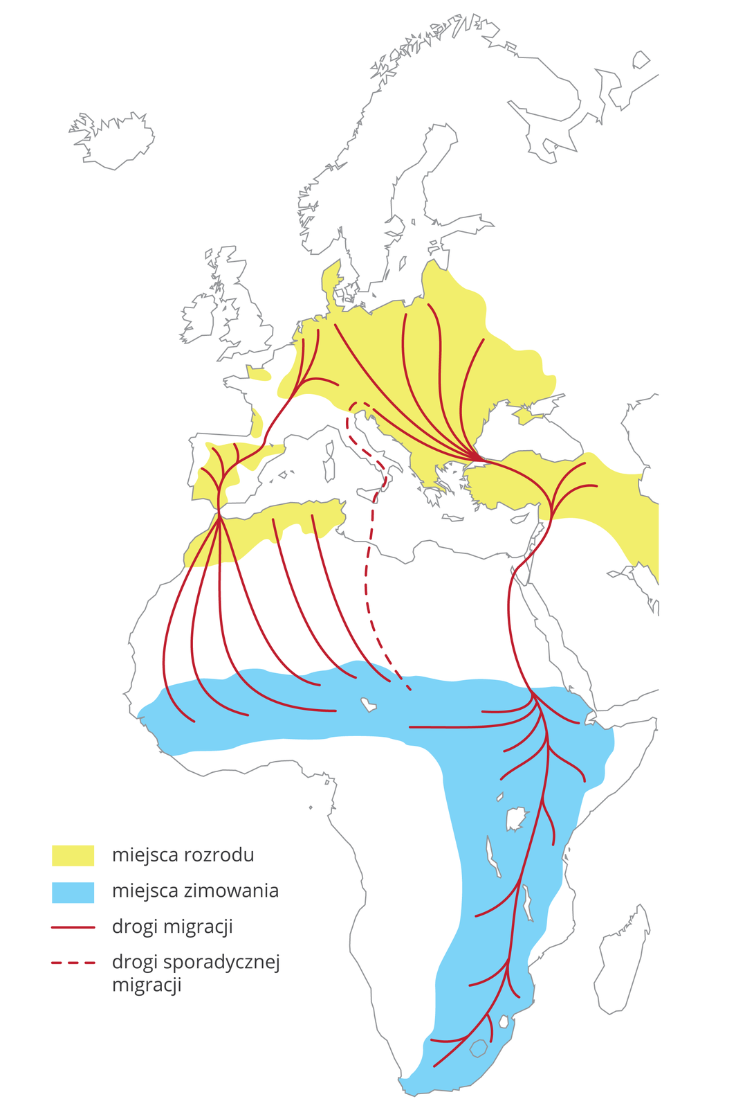 Ilustracja przedstawia wycinek mapy świata z częścią Europy i Afryką. Żółtym kolorem oznaczono na niej miejsca rozrodu bocianów białych. Niebieski kolor oznacza miejsca ich zimowania. Czerwone linie wskazują drogi migracji. Czerwona linia przerywana oznacza drogę sporadycznej migracji.