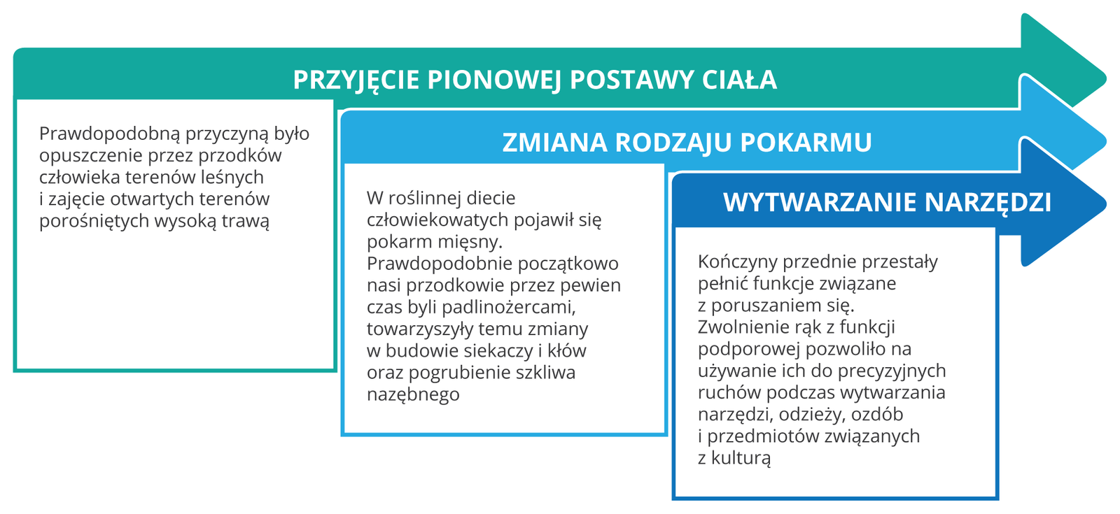 Grafika przedstawia etapy ewolucji człowieka. Przedstawione są trzy strzałki. Pierwsza w kolorze morskim jest najdłuższa. Widnieje na niej napis: Przyjęcie pionowej postawy ciała. Poniżej w kwadracie jest wyjaśnienie: Prawdopodobną przyczyną było opuszczenie przez przodków człowieka terenów leśnych i zajęcie otwartych terenów porośniętych wysoką trawą. Druga strzałka w kolorze niebieskim jest krótsza. Widnieje na niej napis: Zmiana rodzaju pokarmu. Poniżej w kwadracie jest wyjaśnienie: W roślinnej diecie człowiekowatych pojawił się pokarm mięsny. Prawdopodobnie początkowo nasi przodkowie przez pewien czas byli padlinożercami, towarzyszyły temu zmiany w budowie siekaczy i kłów oraz pogrubienie szkliwa nazębnego. Trzecia strzałka w kolorze granatowym jest najkrótsza. Widnieje na niej napis: Wytwarzanie narzędzi. Poniżej w kwadracie umieszczono opis: Kończyny przednie przestały pełnić funkcje związane z poruszaniem się. Zwolnienie rąk z funkcji podporowej pozwoliło na używanie ich do precyzyjnych ruchów podczas wywarzania narzędzi, odzieży, ozdób i przedmiotów związanych z kulturą.