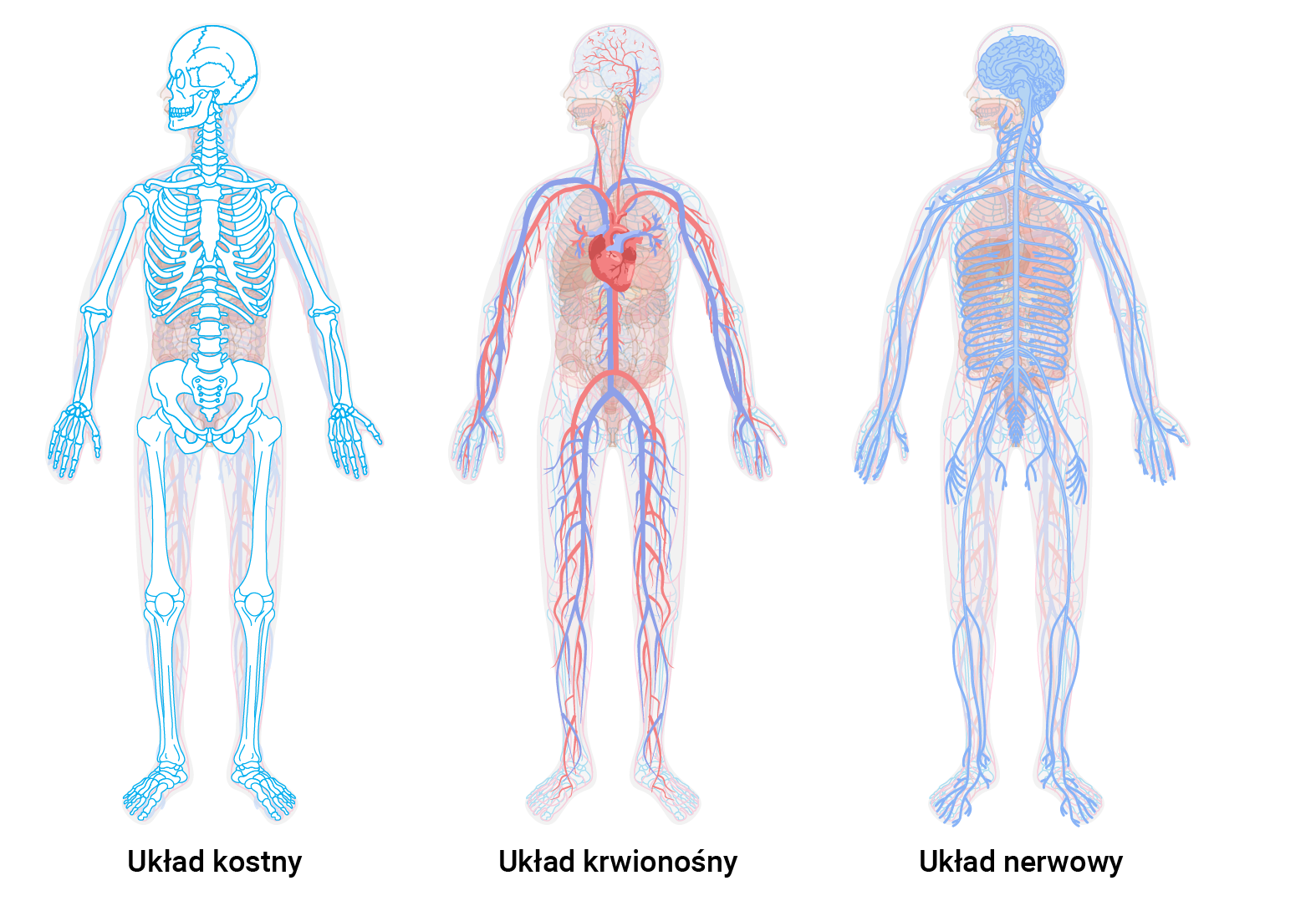 Grafika przedstawia trzy postacie z oznaczonymi różnymi układami narządów człowieka. Pierwszy to układ kostny z poszczególnymi kośćmi, drugi to układ krwionośny z sercem, tętnicami i żyłami, a trzeci to układ nerwowy z mózgiem i nerwami.