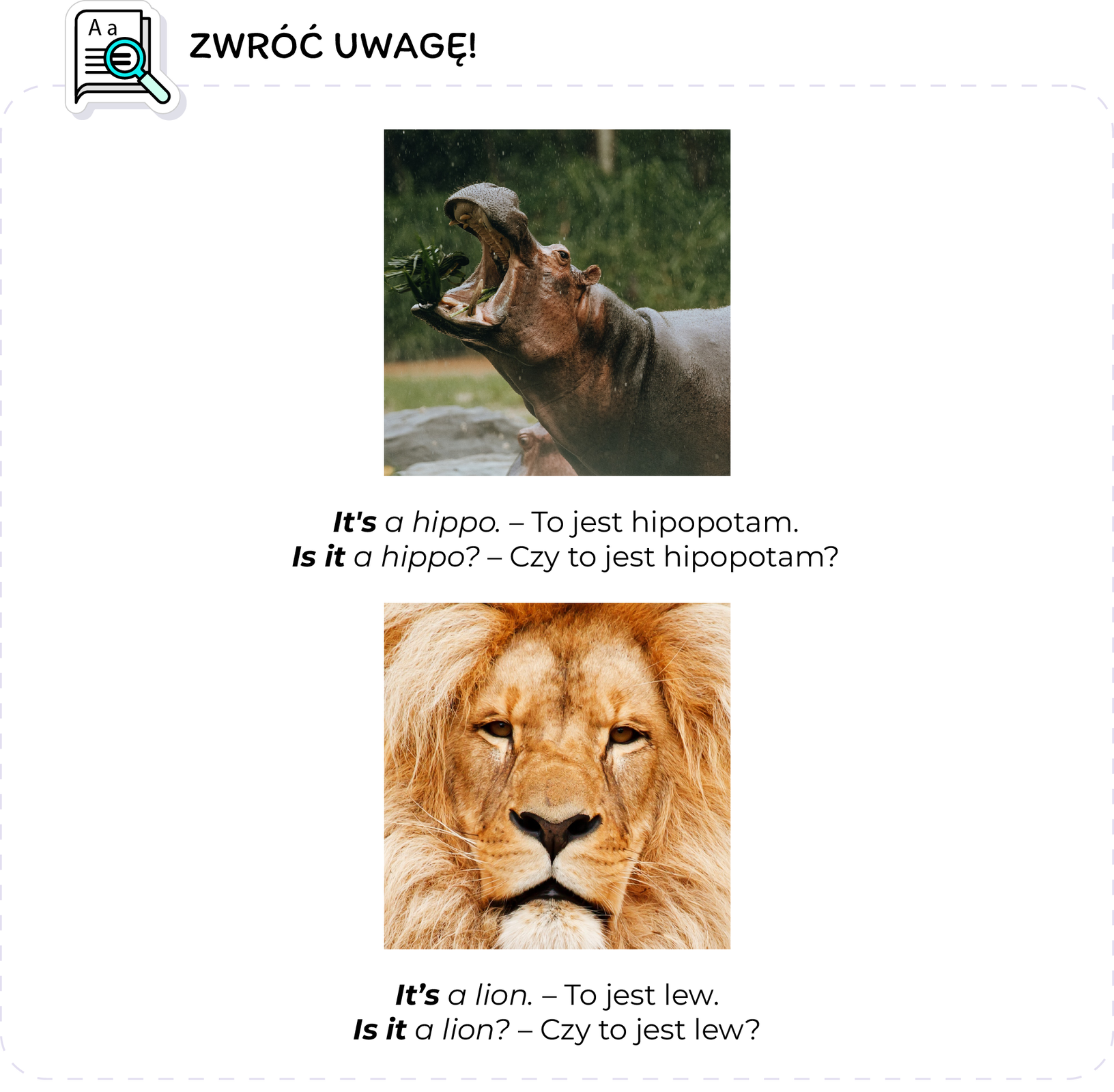 Ilustracja przedstawia zdania, na które należy zwrócić uwagę. W lewym górnym rogu ilustracji znajduje się ikona kartki papieru z lupą, obok której widać napis: Zwróć uwagę! Ilustracja przedstawia dwa obrazki, pod którymi widoczne są zdania w języku angielskim i polskim. Pierwszy obrazek przedstawia hipopotama z szeroko otwartą paszczą, podrzucającego zlepek roślin które spożywa. Pod obrazkiem znajduje się tekst: It’s a hippo. To jest hipopotam. Słowa It’s, zostały wyróżnione. Drugi tekst brzmi: Is it a hippo? Czy to jest hipopotam? Słowa Is it zostały wyróżnione. Drugi obrazek przedstawia głowę lwa, spoglądającego w stronę odbiorcy. Widoczna jest bujna grzywa okalająca jego pysk. Pod obrazkiem znajduje się tekst: It’s a lion. To jest lew. Słowa It’s zostały wyróżnione. Drugi tekst brzmi: Is it a lion? Czy to jest lew? Słowa Is it zostały wyróżnione.